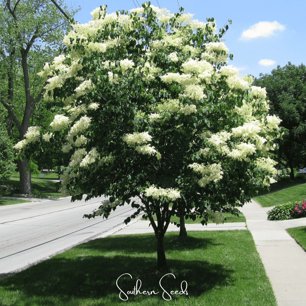 Japanese Tree Lilac – 30 Seeds