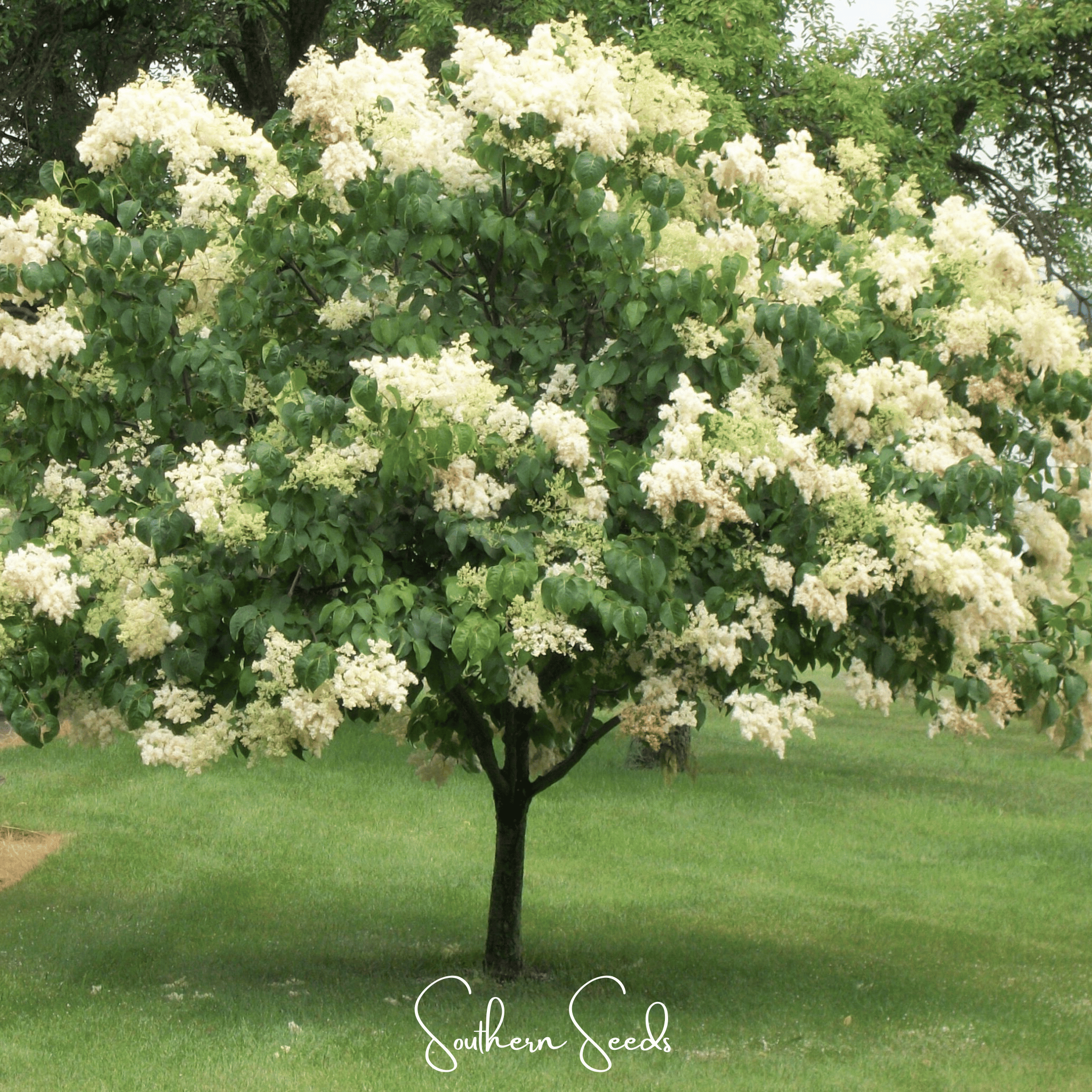 Japanese Tree Lilac – 30 Seeds