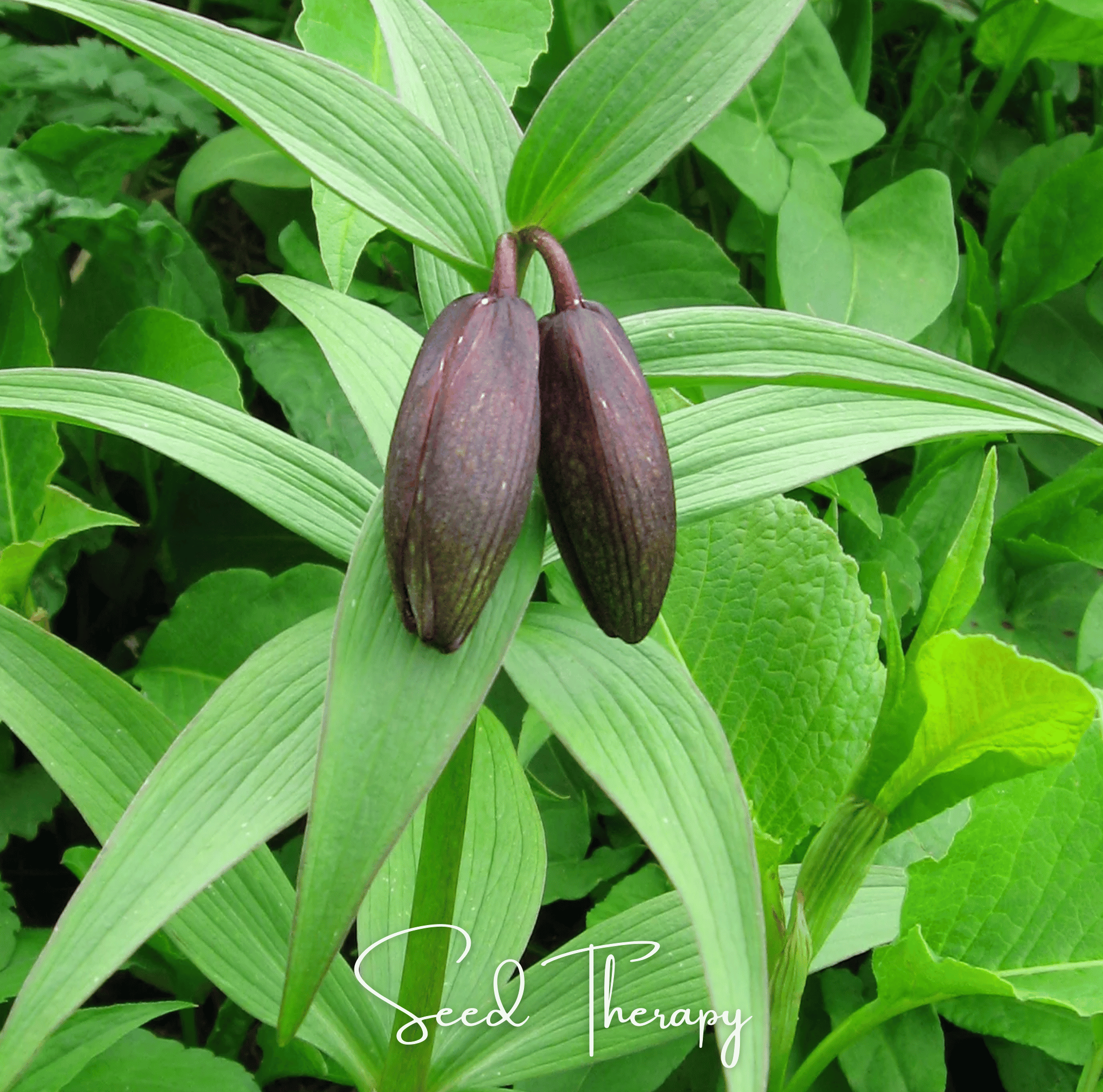 Chocolate Lily – 10 Seeds