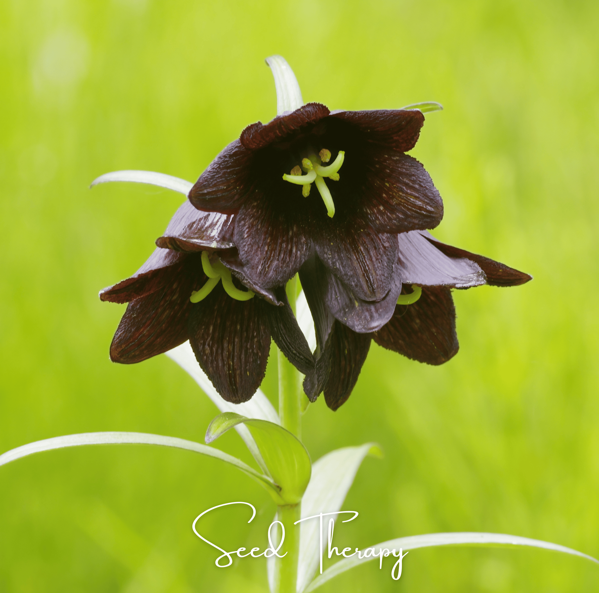 Chocolate Lily – 10 Seeds