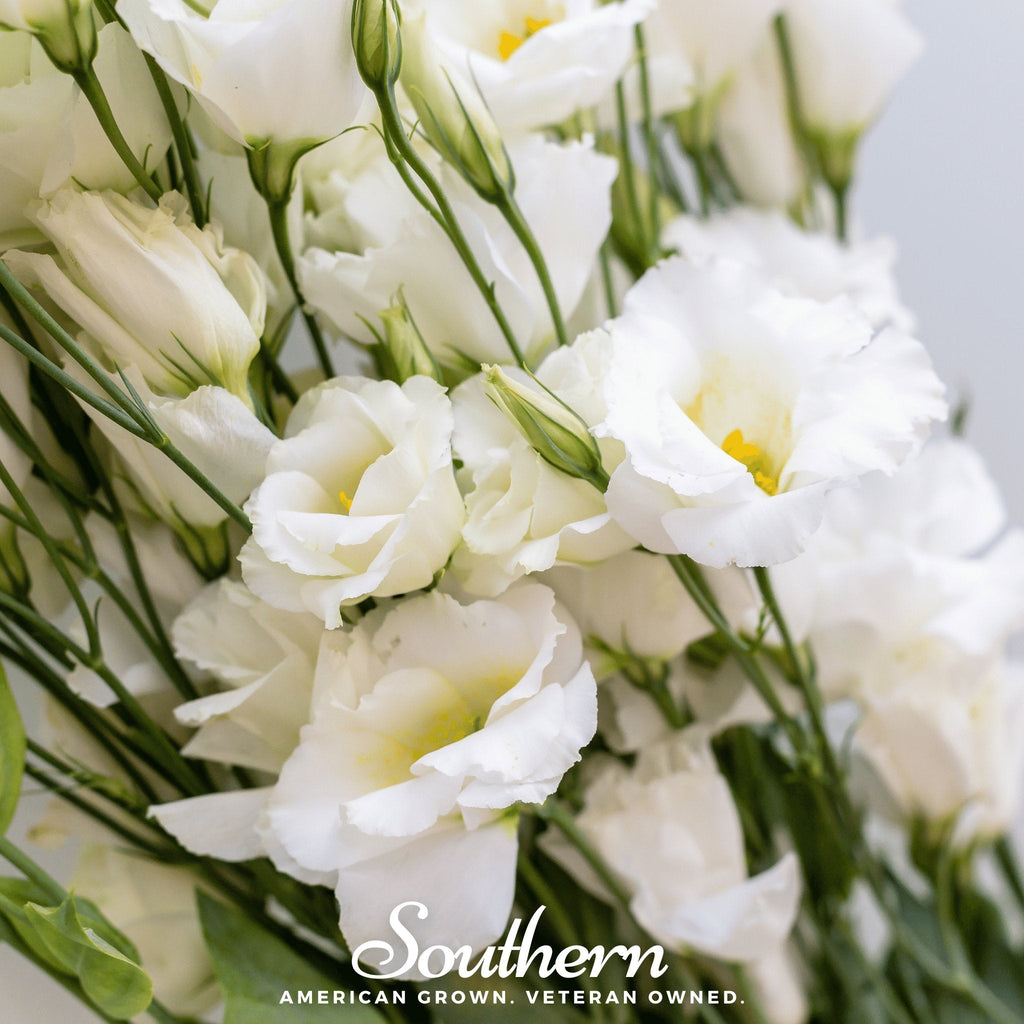 Sapphire White Lisianthus – 25 Seeds