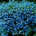Blue Carpet Lobelia – 100 Seeds