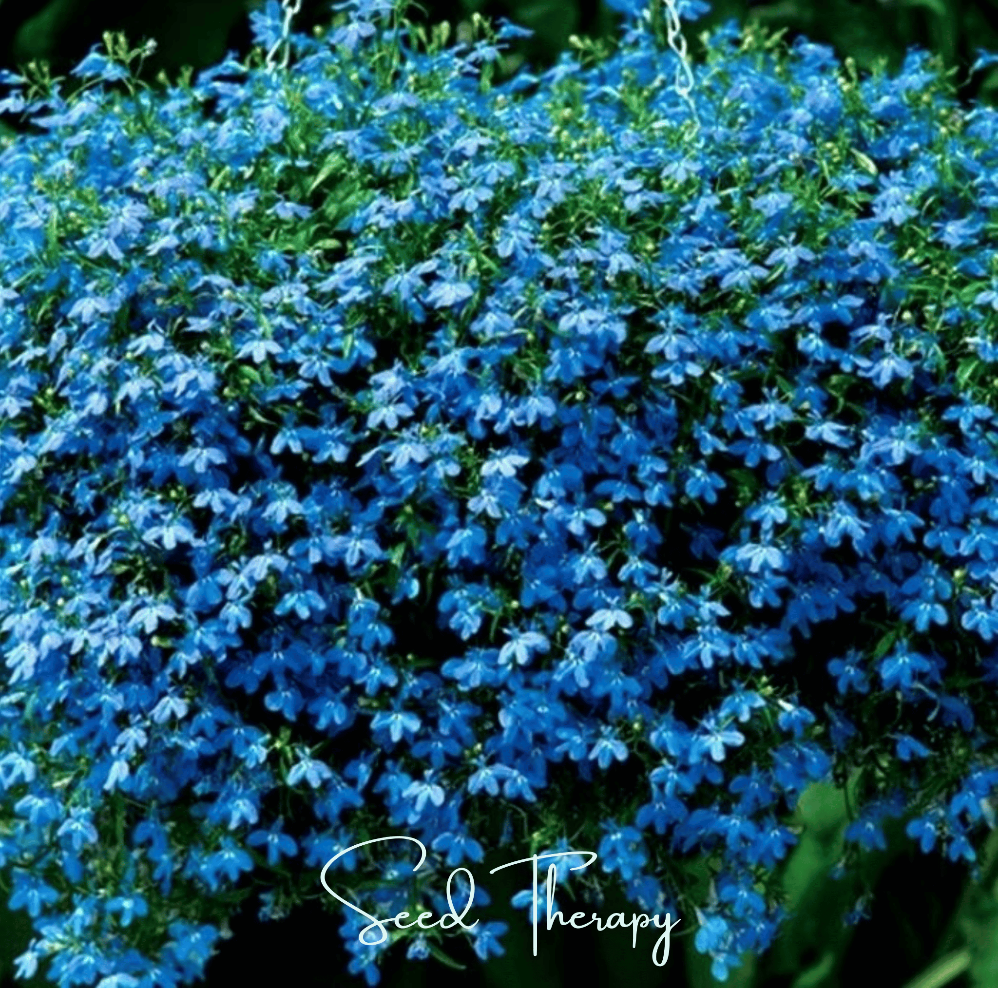 Blue Carpet Lobelia – 100 Seeds