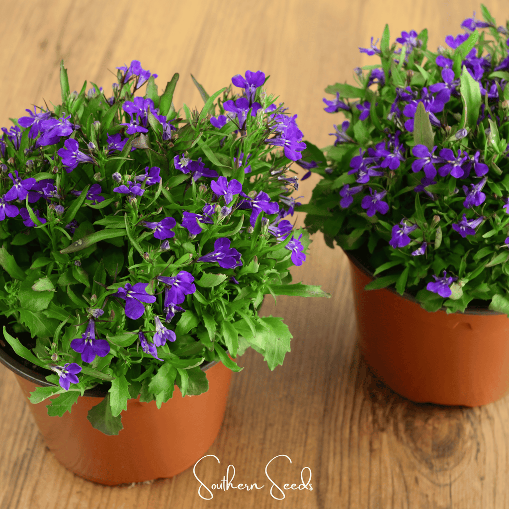 Blue Carpet Lobelia – 100 Seeds