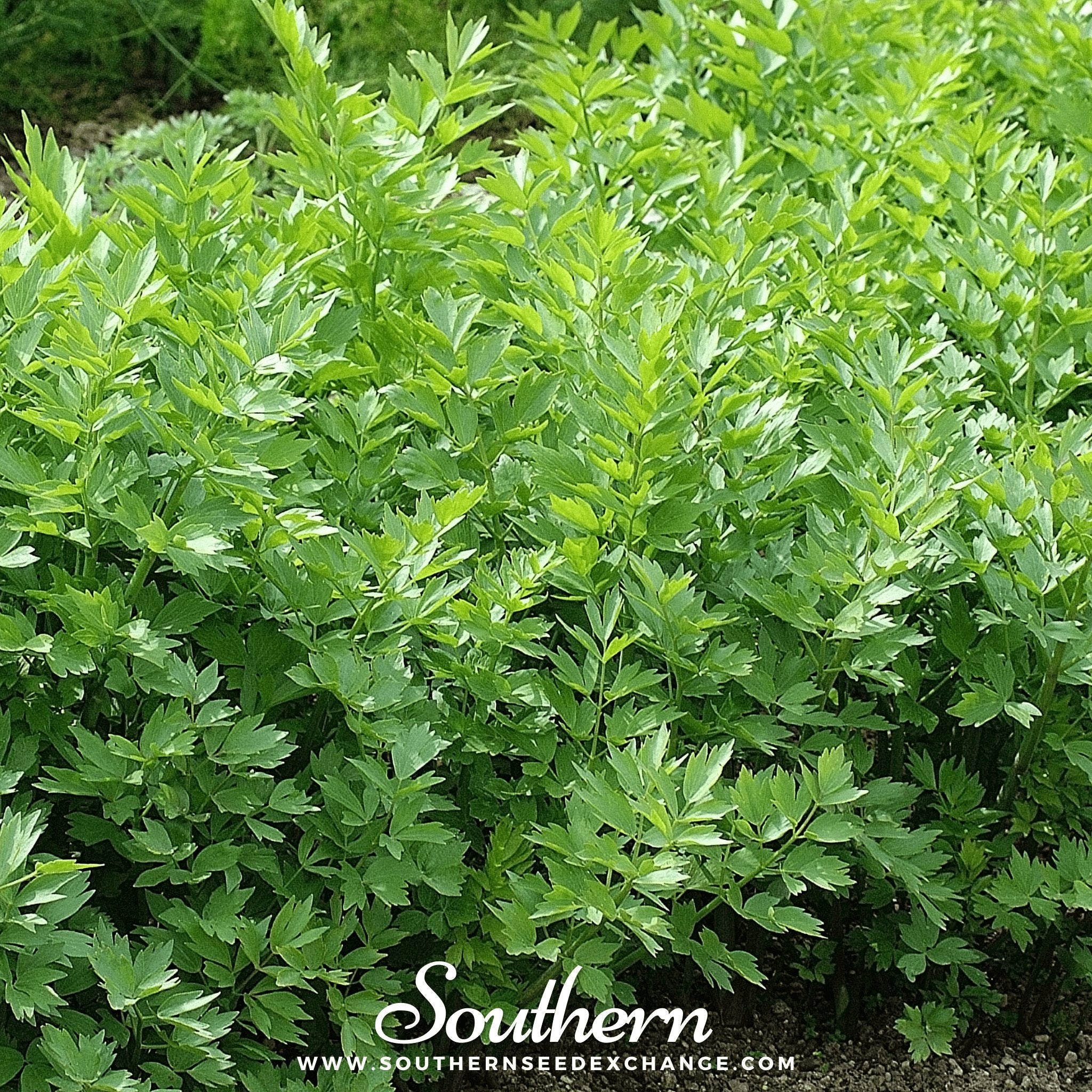 Lovage – 50 Seeds
