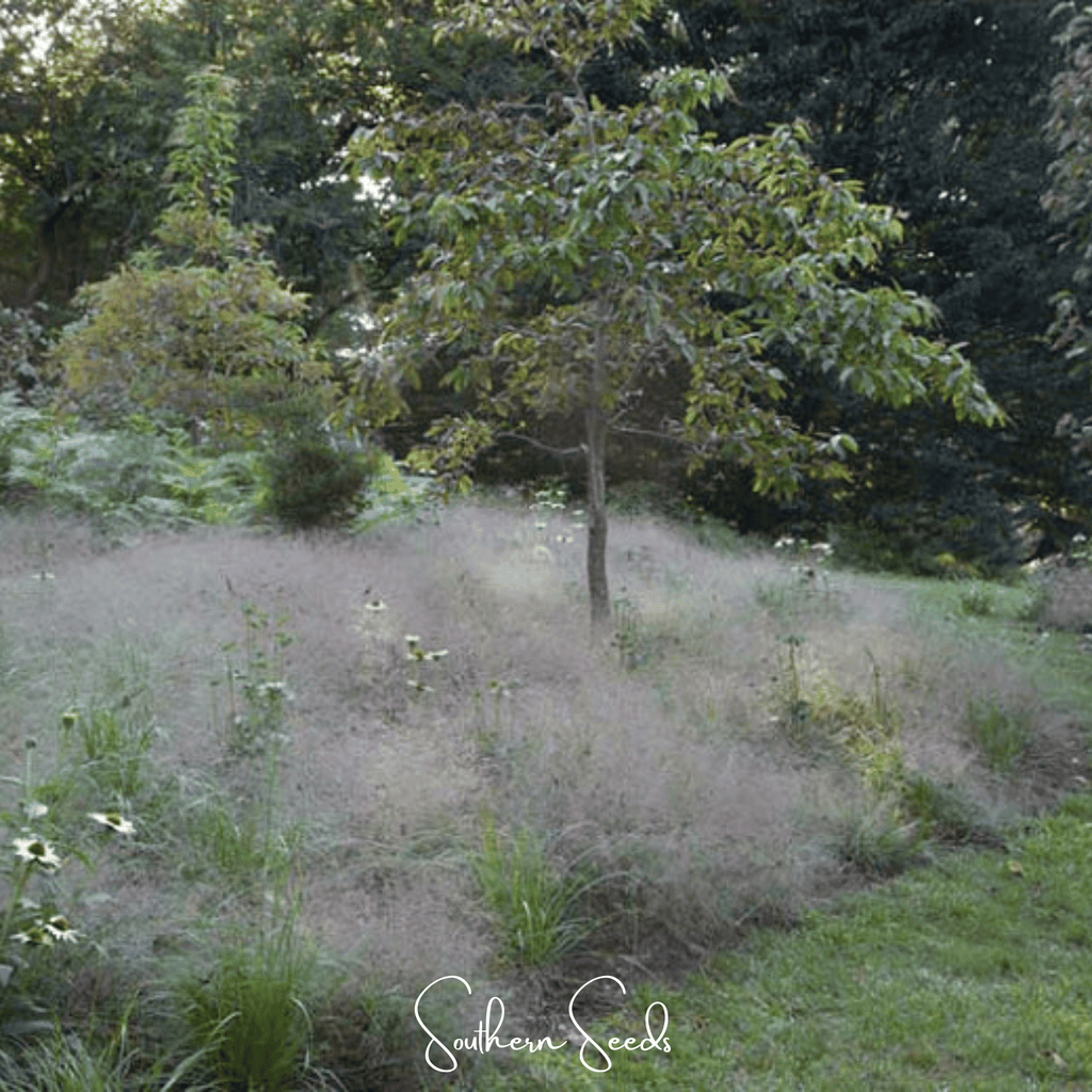 Purple Love Grass – 50 Seeds