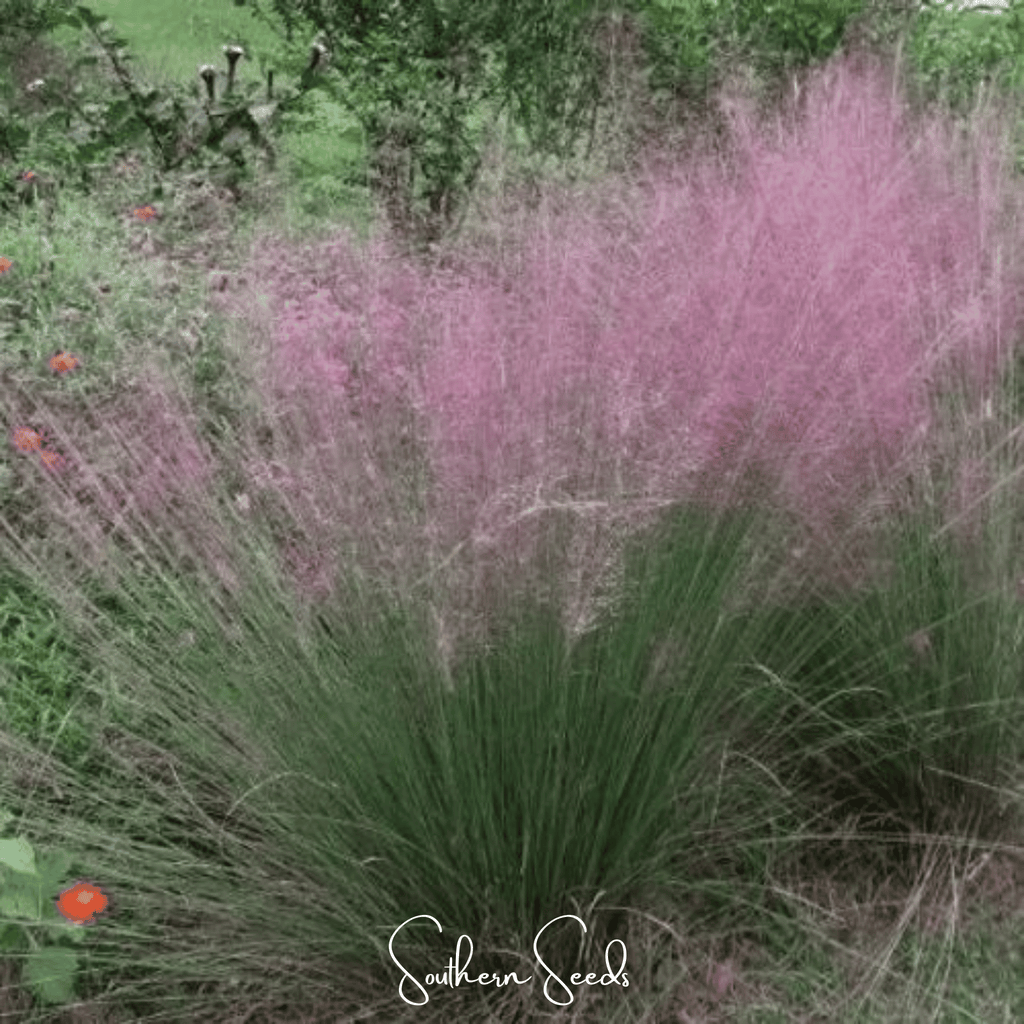Purple Love Grass – 50 Seeds