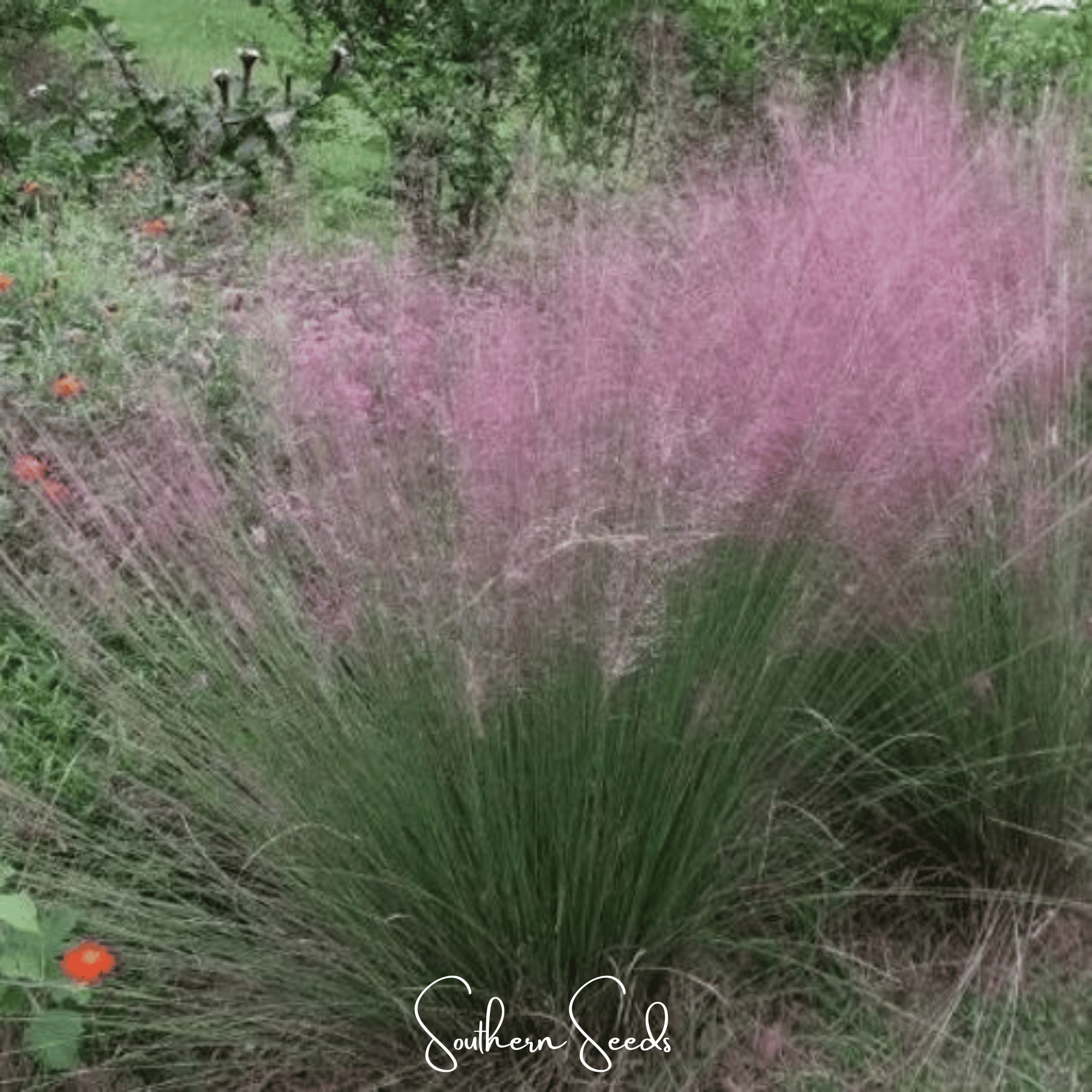 Purple Love Grass – 50 Seeds