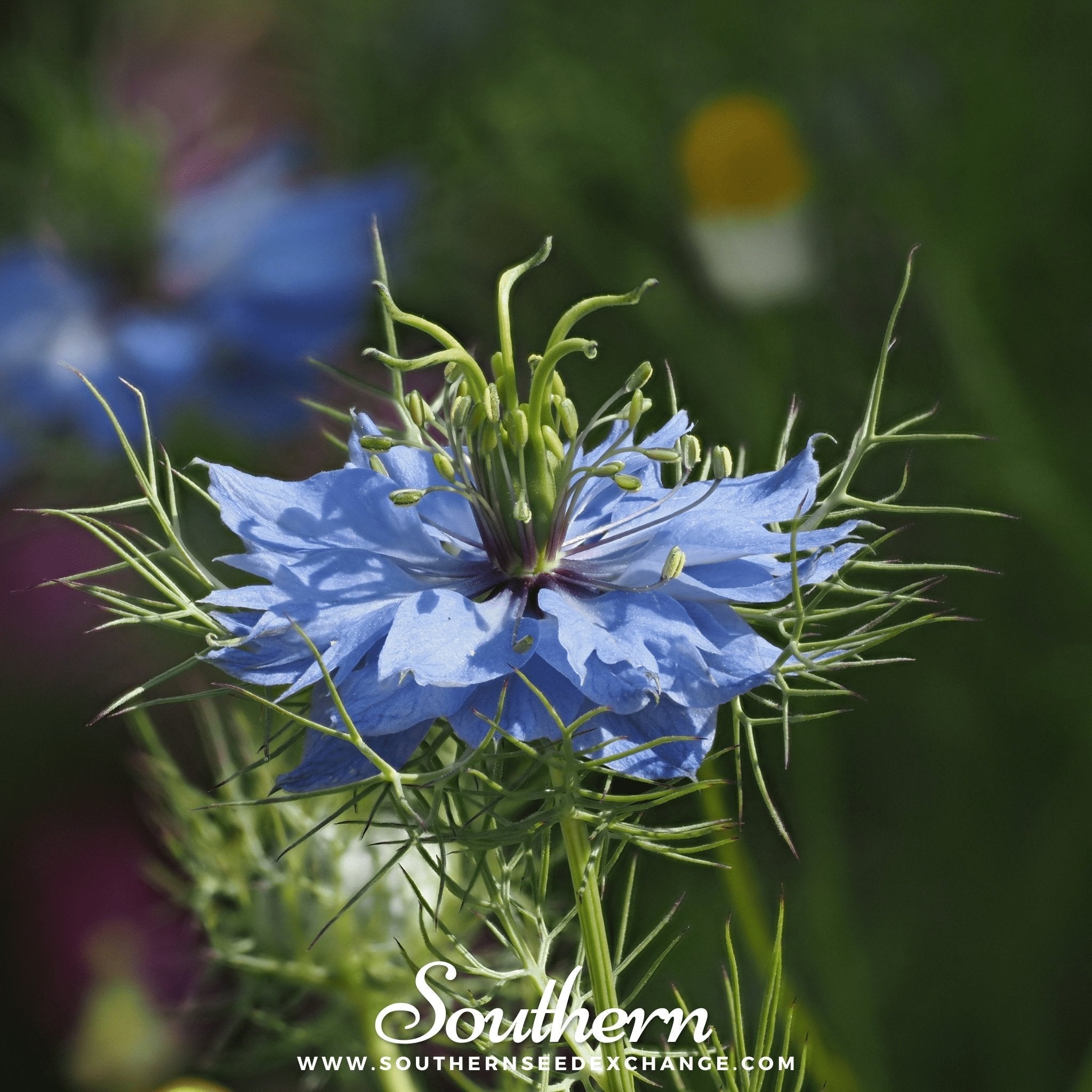 Jewels Mix Love in a Mist – 200 Mixed Seeds