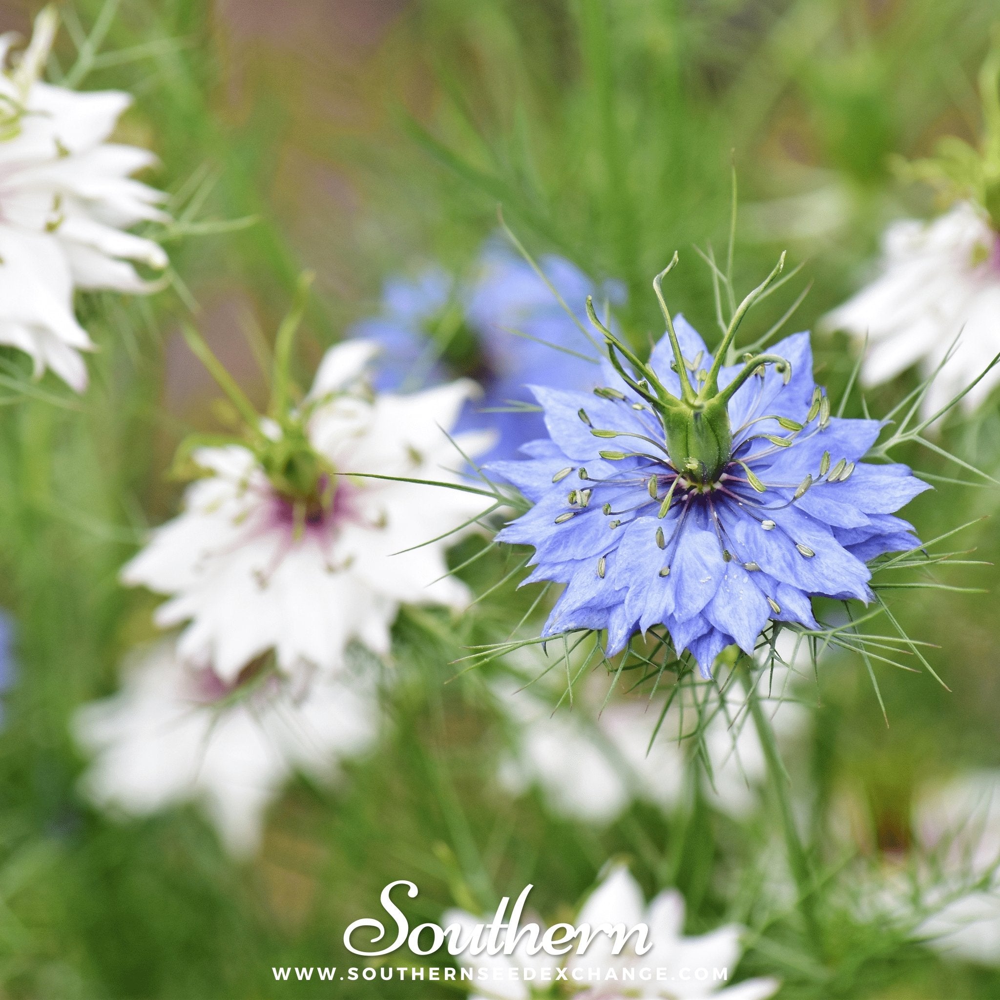 Jewels Mix Love in a Mist – 200 Mixed Seeds