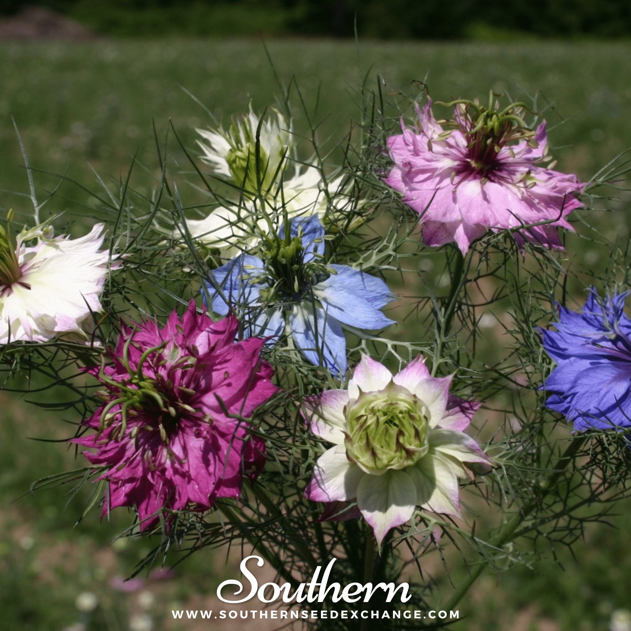 Jewels Mix Love in a Mist – 200 Mixed Seeds
