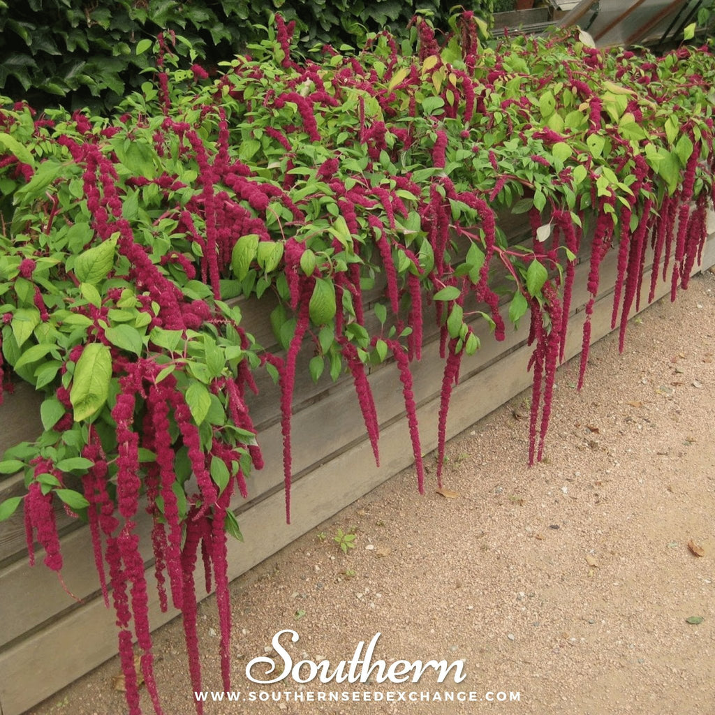 Love Lies Bleeding Amaranth – 250 Seeds