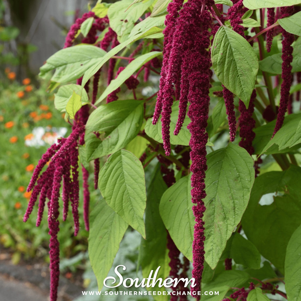 Love Lies Bleeding Amaranth – 250 Seeds
