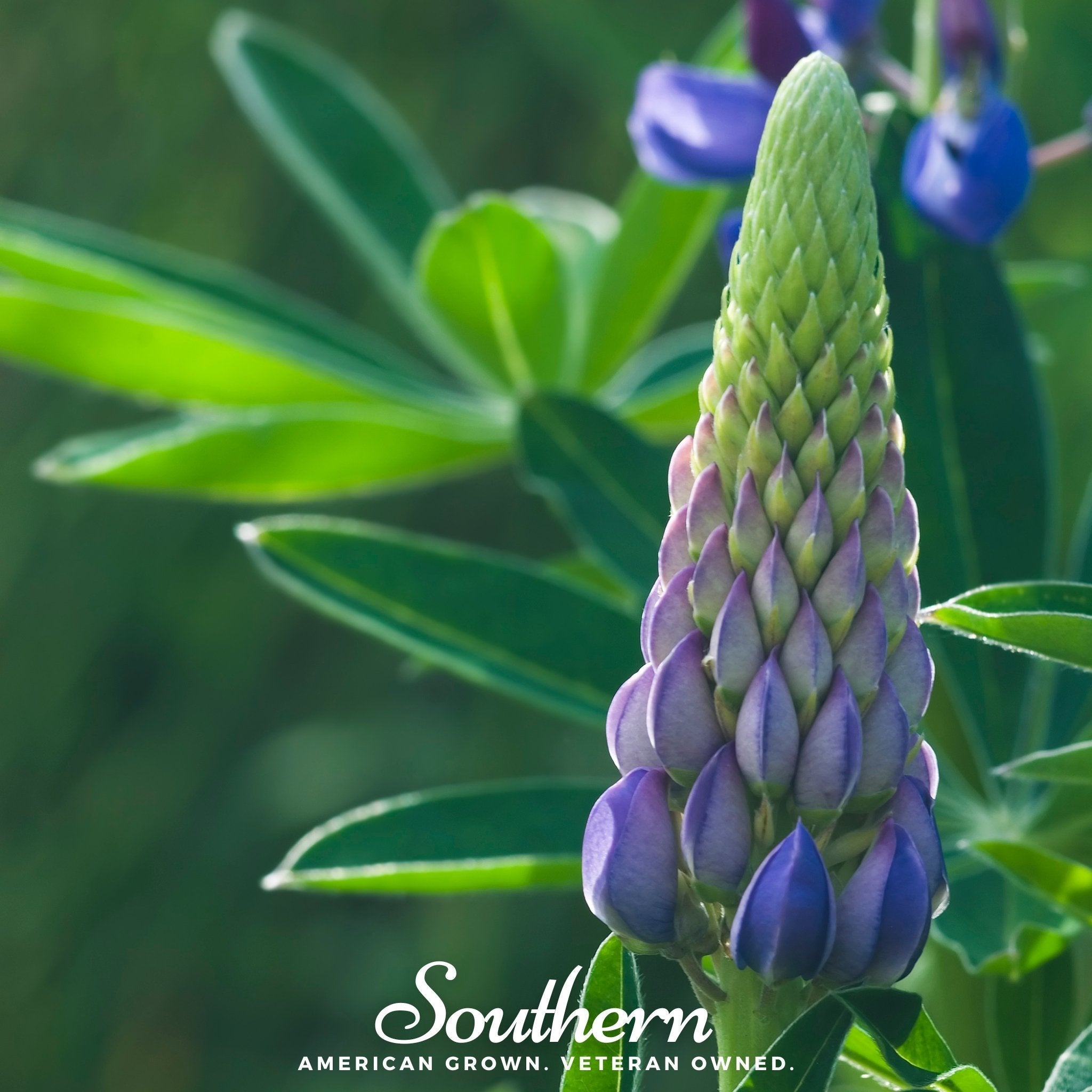 Perennial Lupine – 50 Seeds