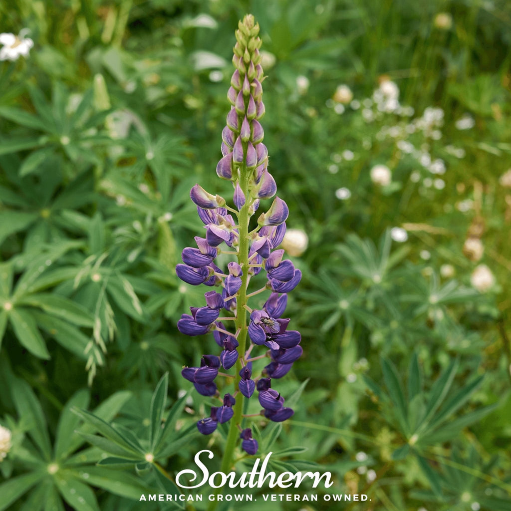 Russell Lupine – 50 Seeds