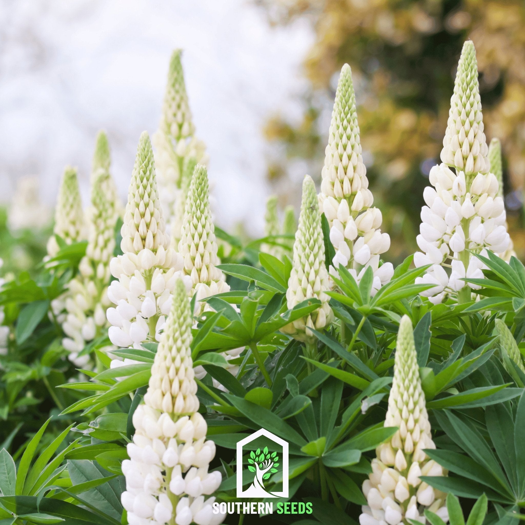 Noble Maiden Lupine Russell – 50 Seeds