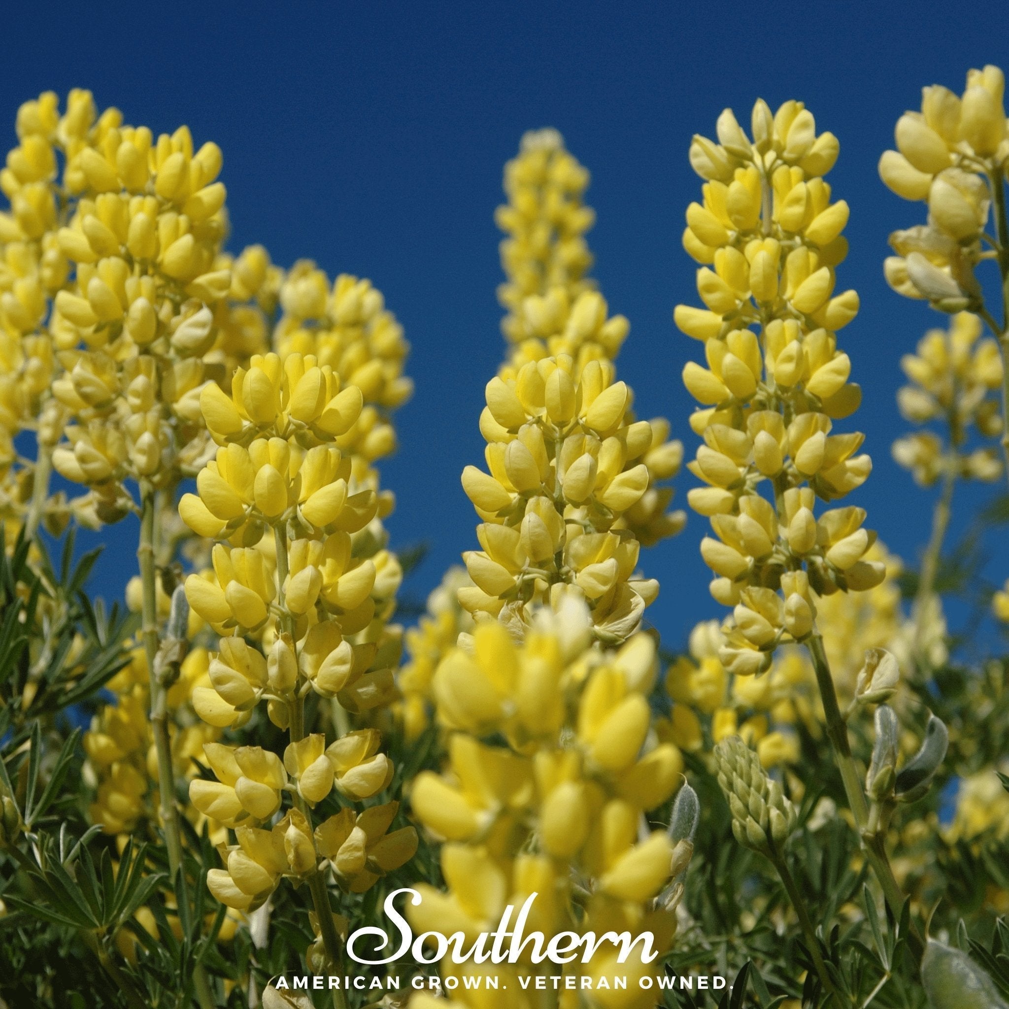 Yellow Lupine – 50 Seeds
