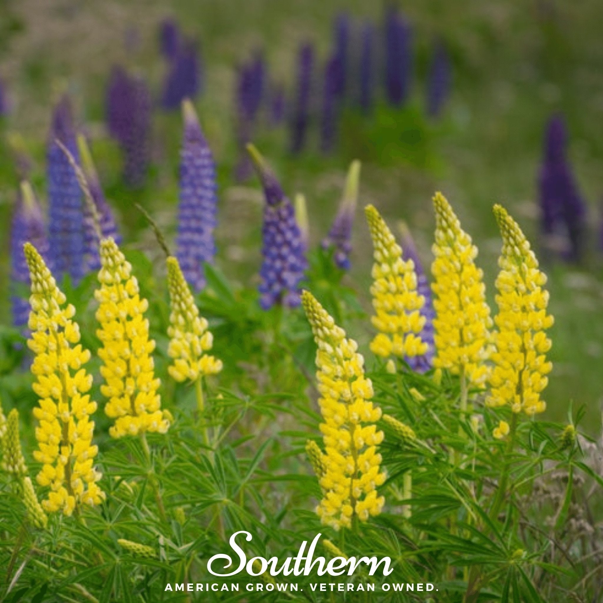 Yellow Lupine – 50 Seeds