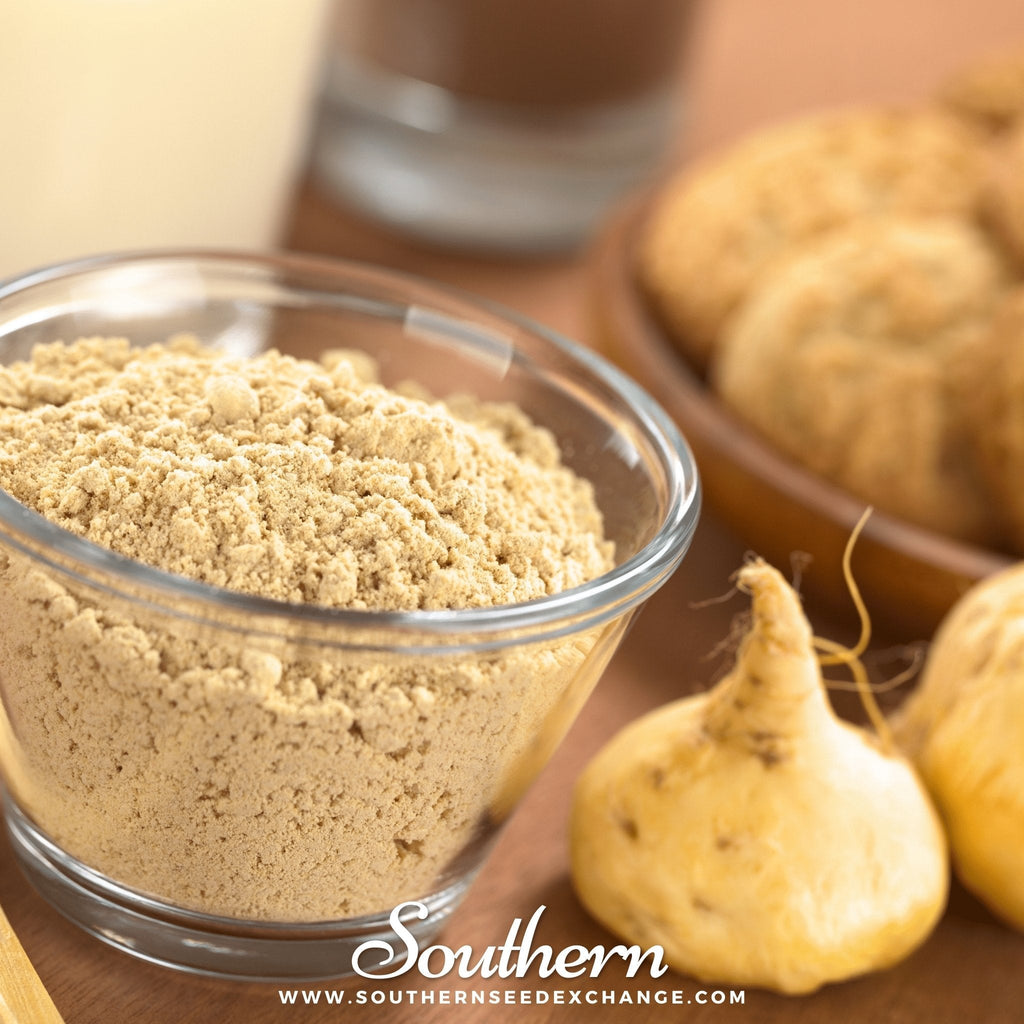 Maca – 25 Seeds