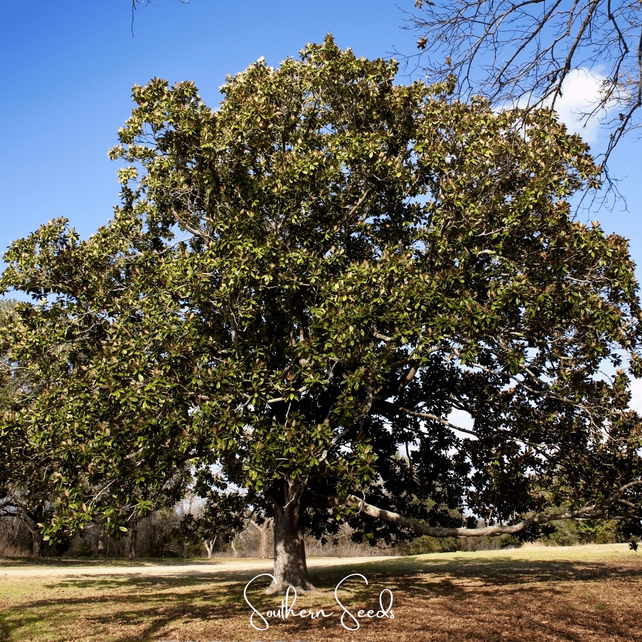 Southern Magnolia – 5 Seeds