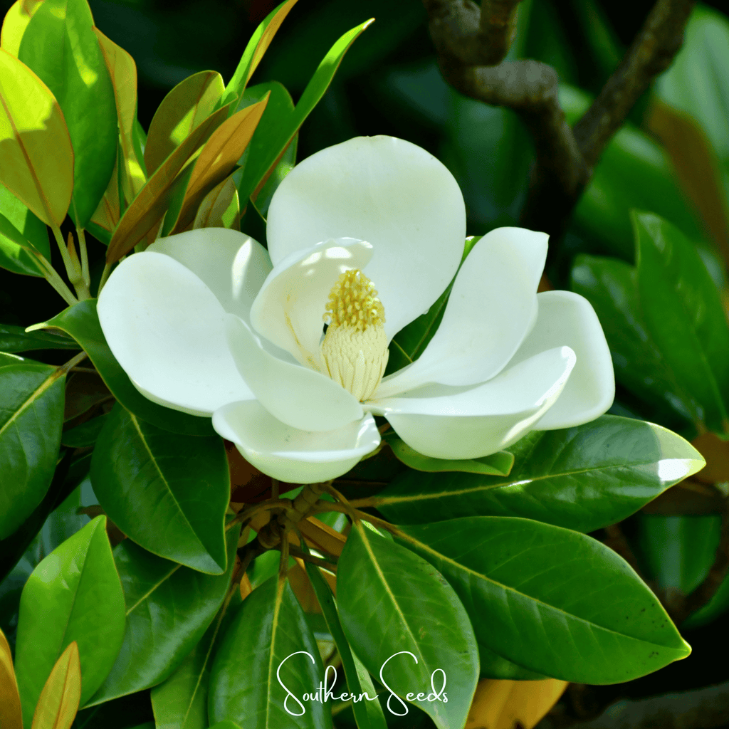 Southern Magnolia – 5 Seeds