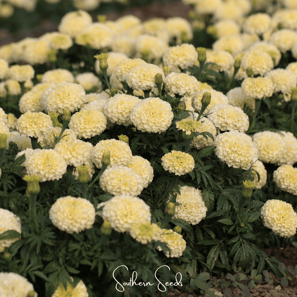 Moonlight African Marigold – 50 Seeds