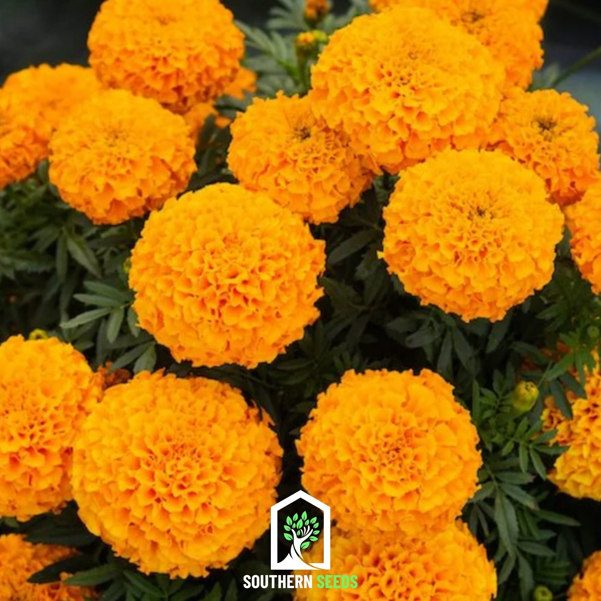 Crackerjack Marigold – 100 Seeds