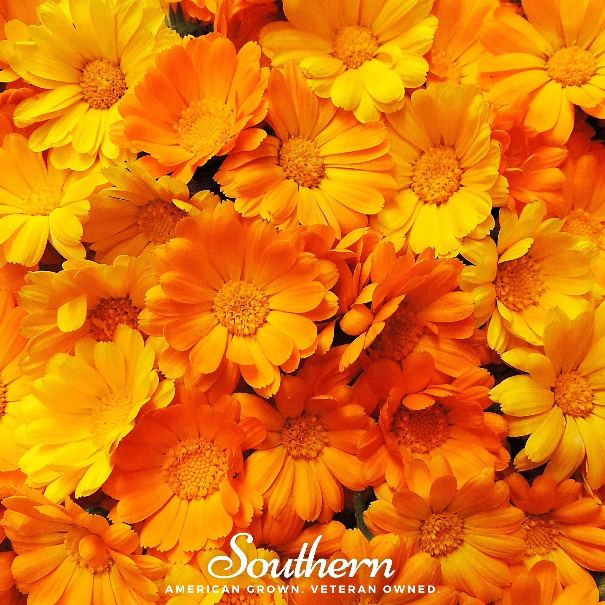 English Marigold – 100 Seeds