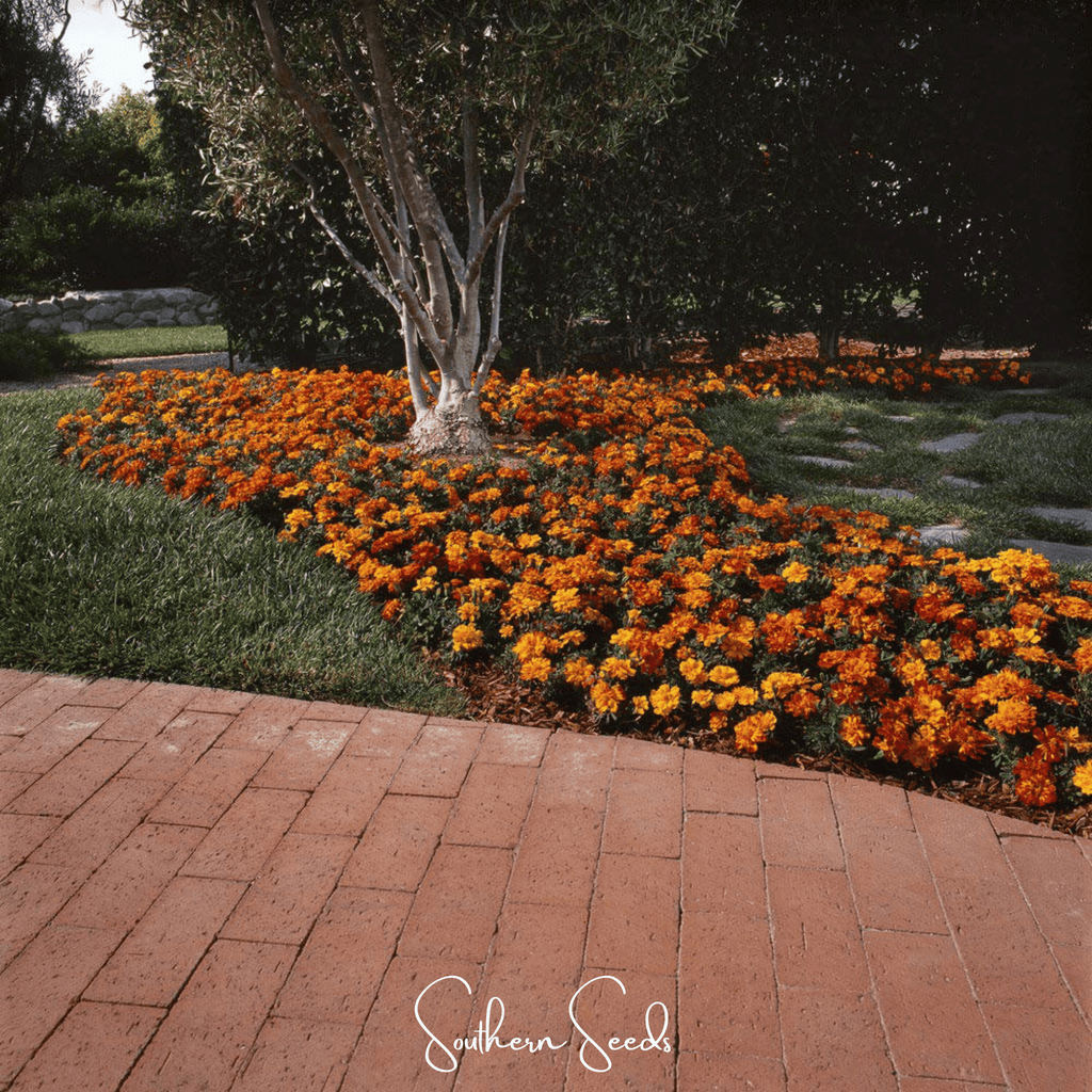 Bolero French Marigold – 50 Seeds