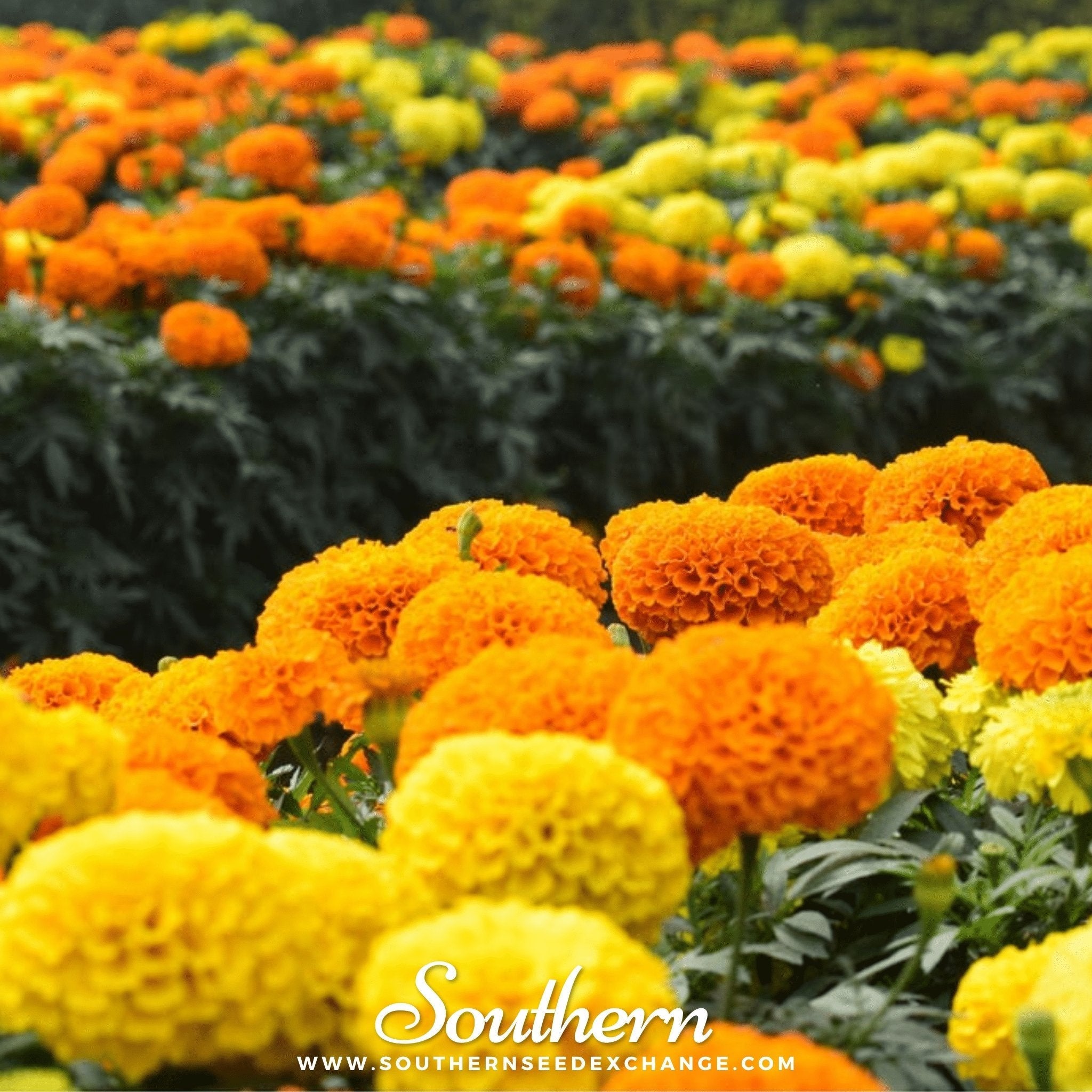 Petite French Marigold (French) – 100 Seeds