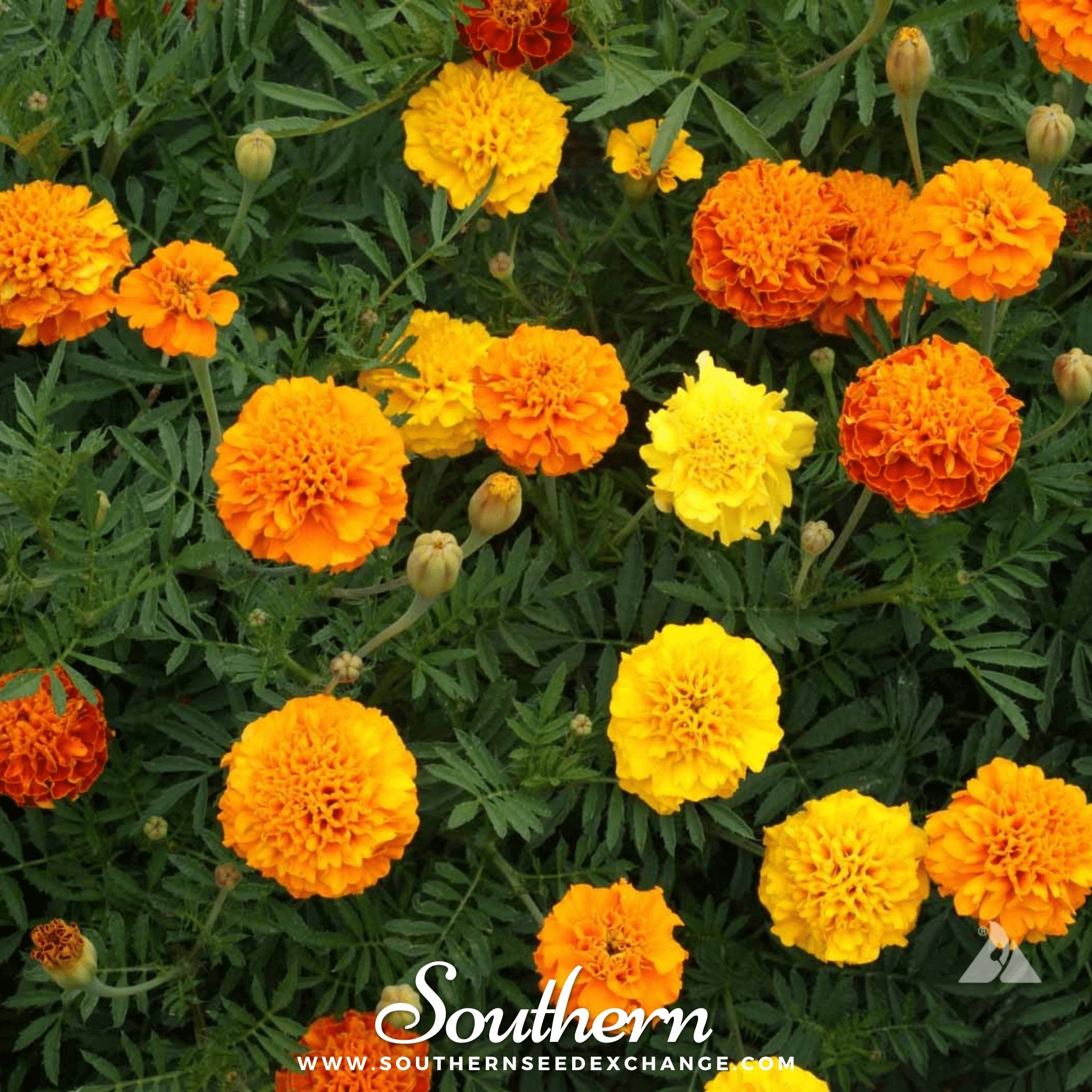 Petite French Marigold (French) – 100 Seeds