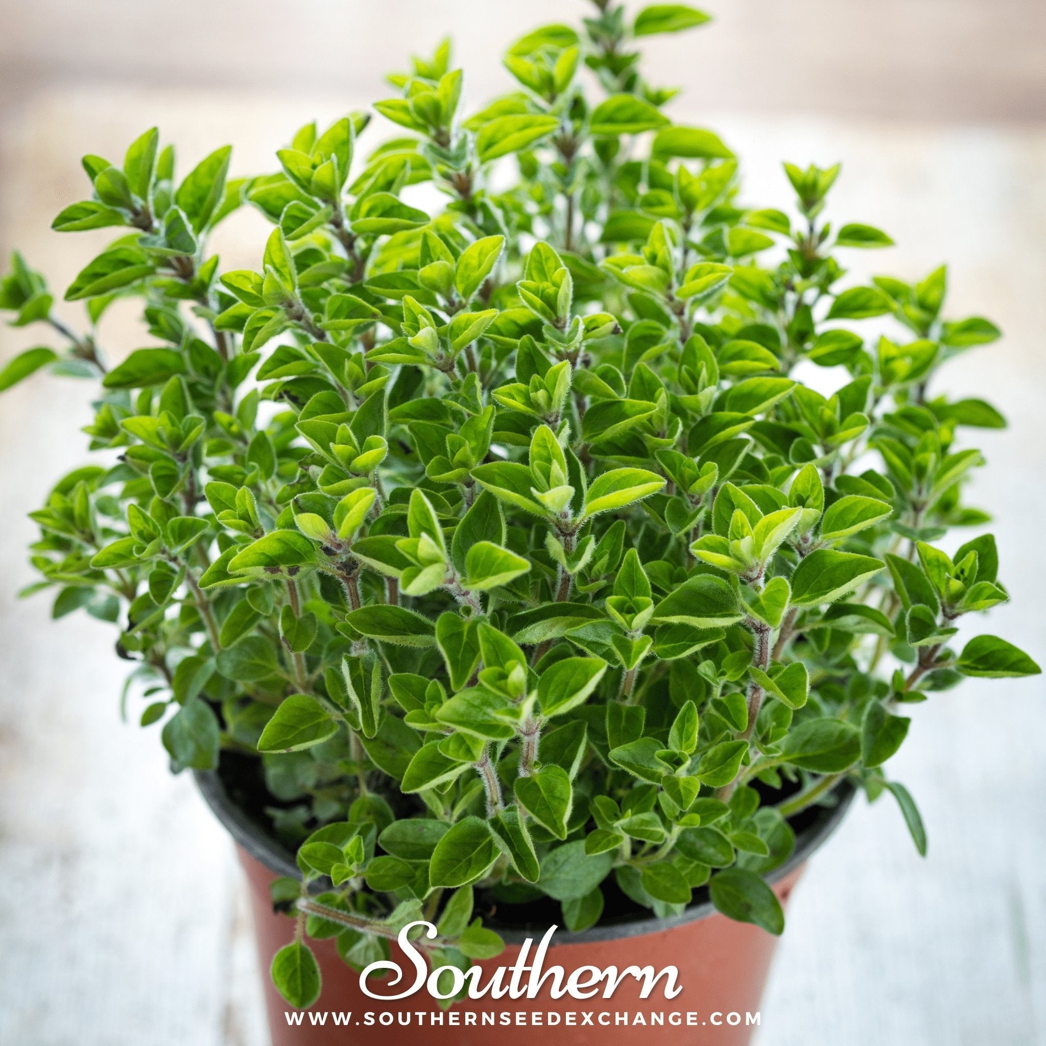 Sweet Marjoram – 100 Seeds