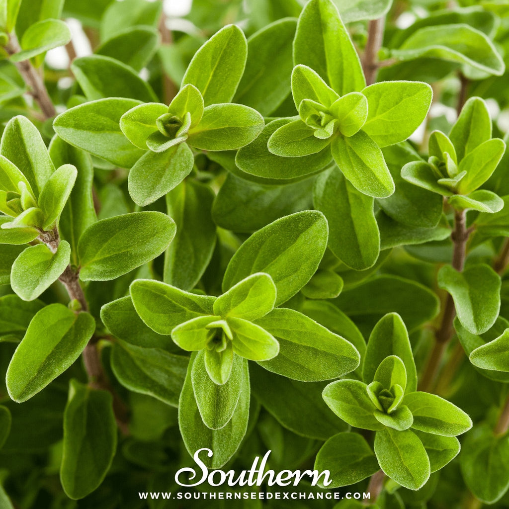Sweet Marjoram – 100 Seeds