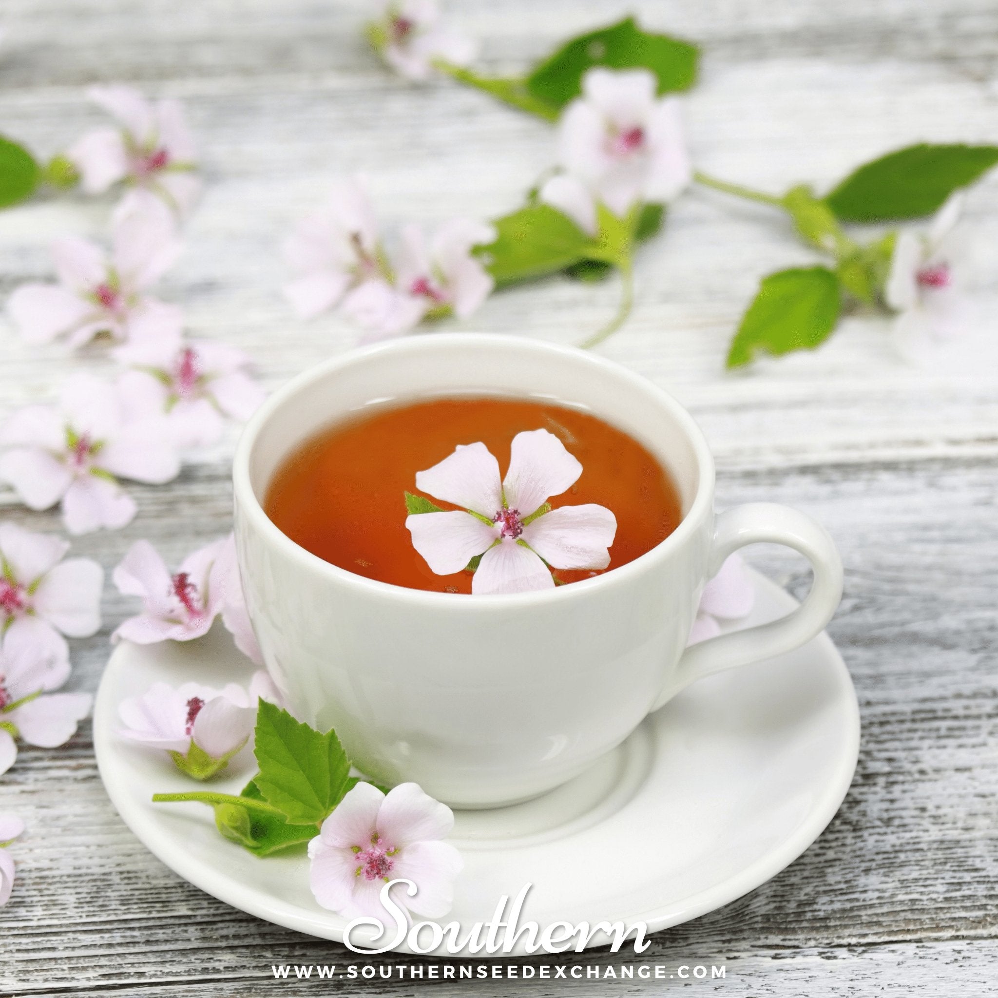 Marshmallow – 50 Seeds