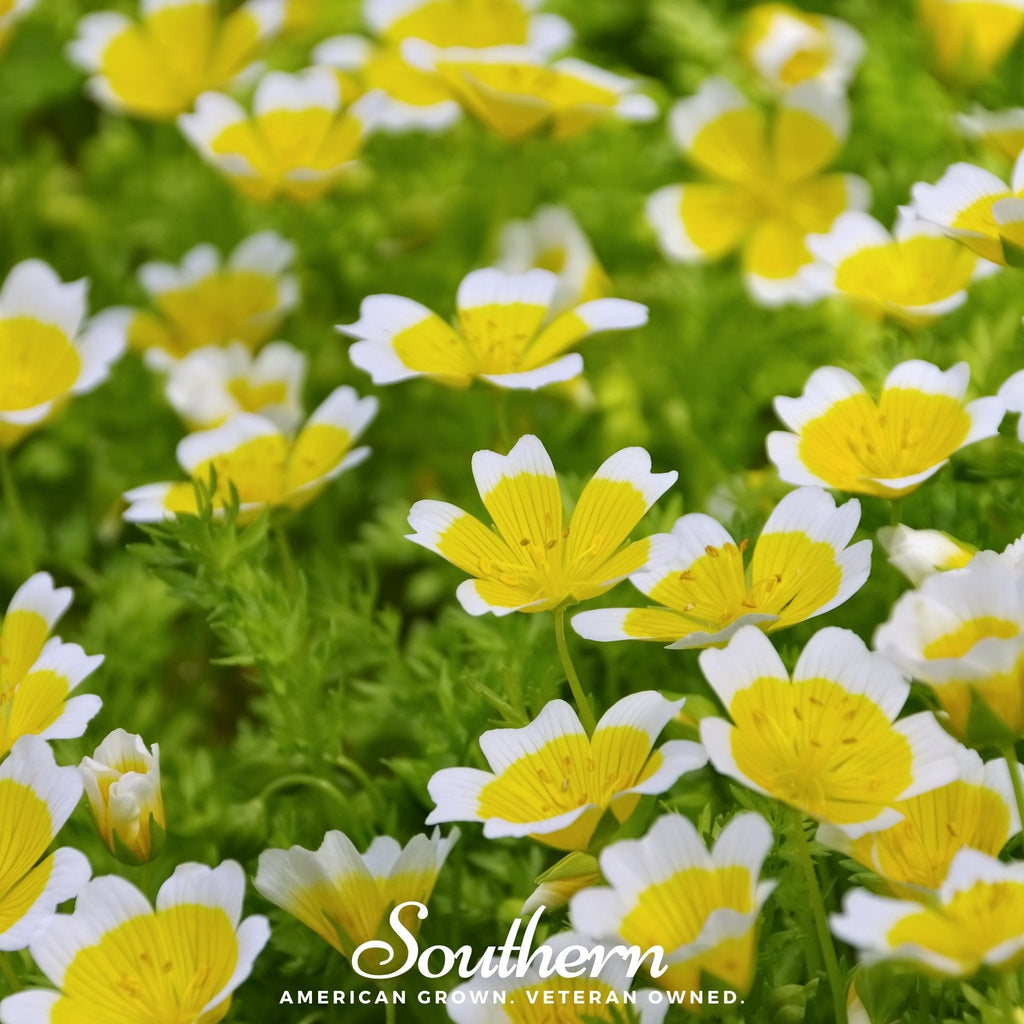 Meadowfoam (Poached Egg Plant) – 50 Seeds