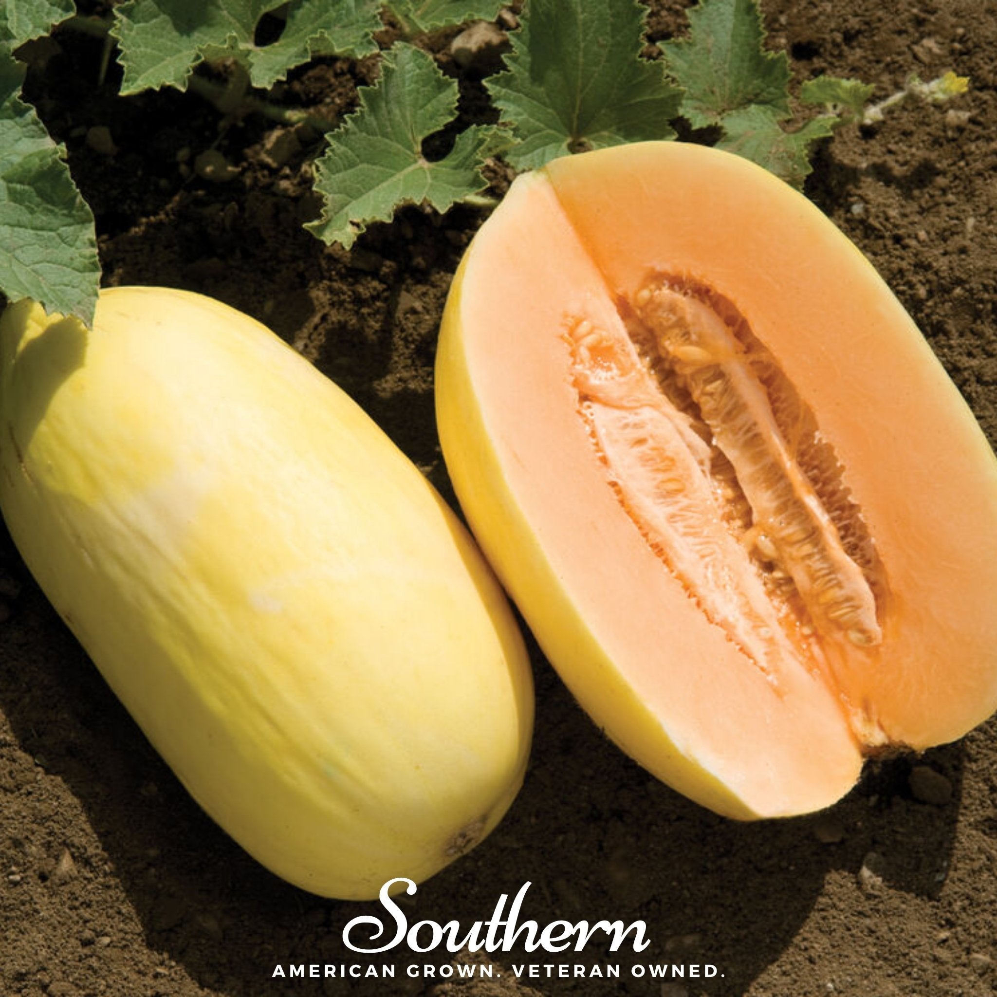 Crenshaw Melon – 20 Seeds