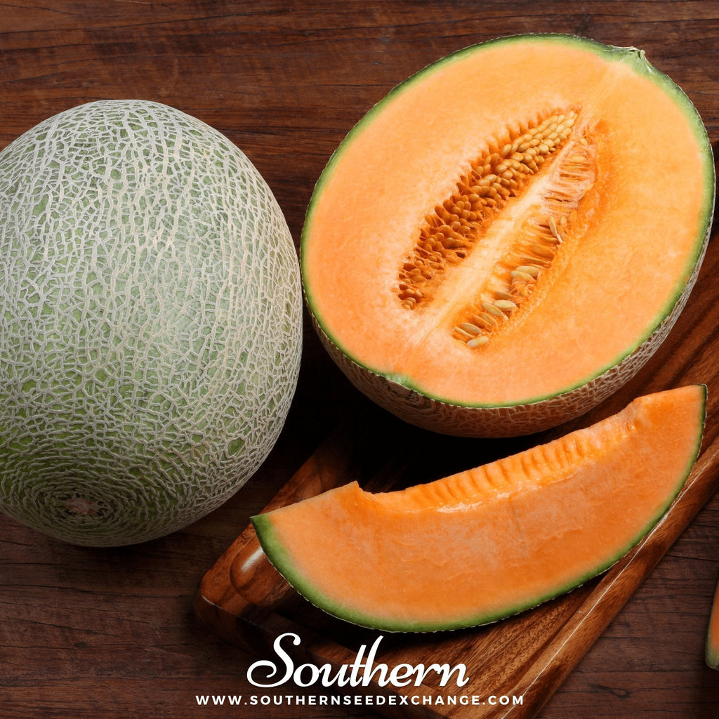 Hales Best Jumbo Cantaloupe – 50 Seeds