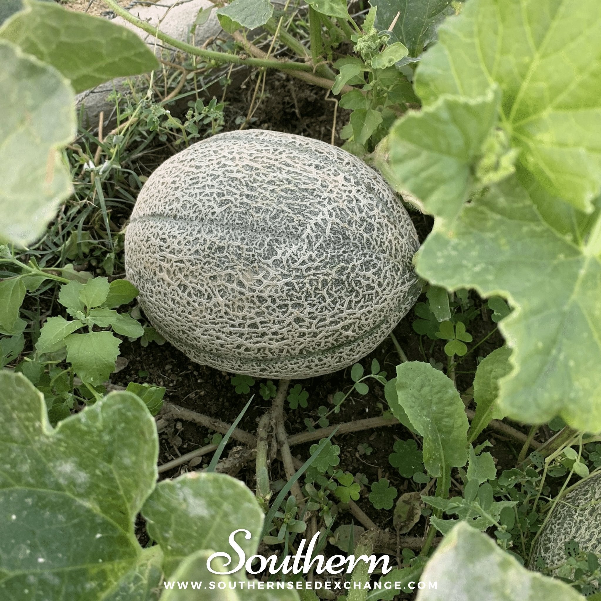 Hales Best Jumbo Cantaloupe – 50 Seeds