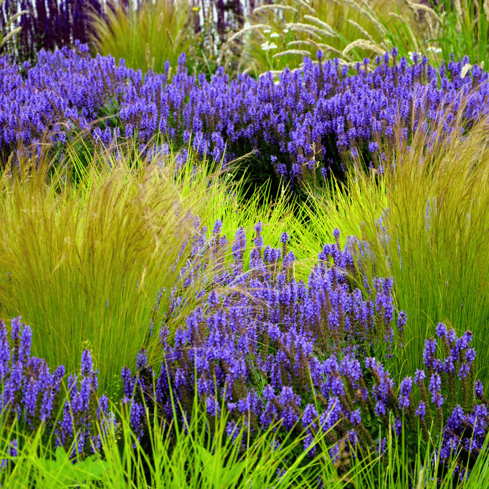 Mexican Feather Grass – 50 Seeds