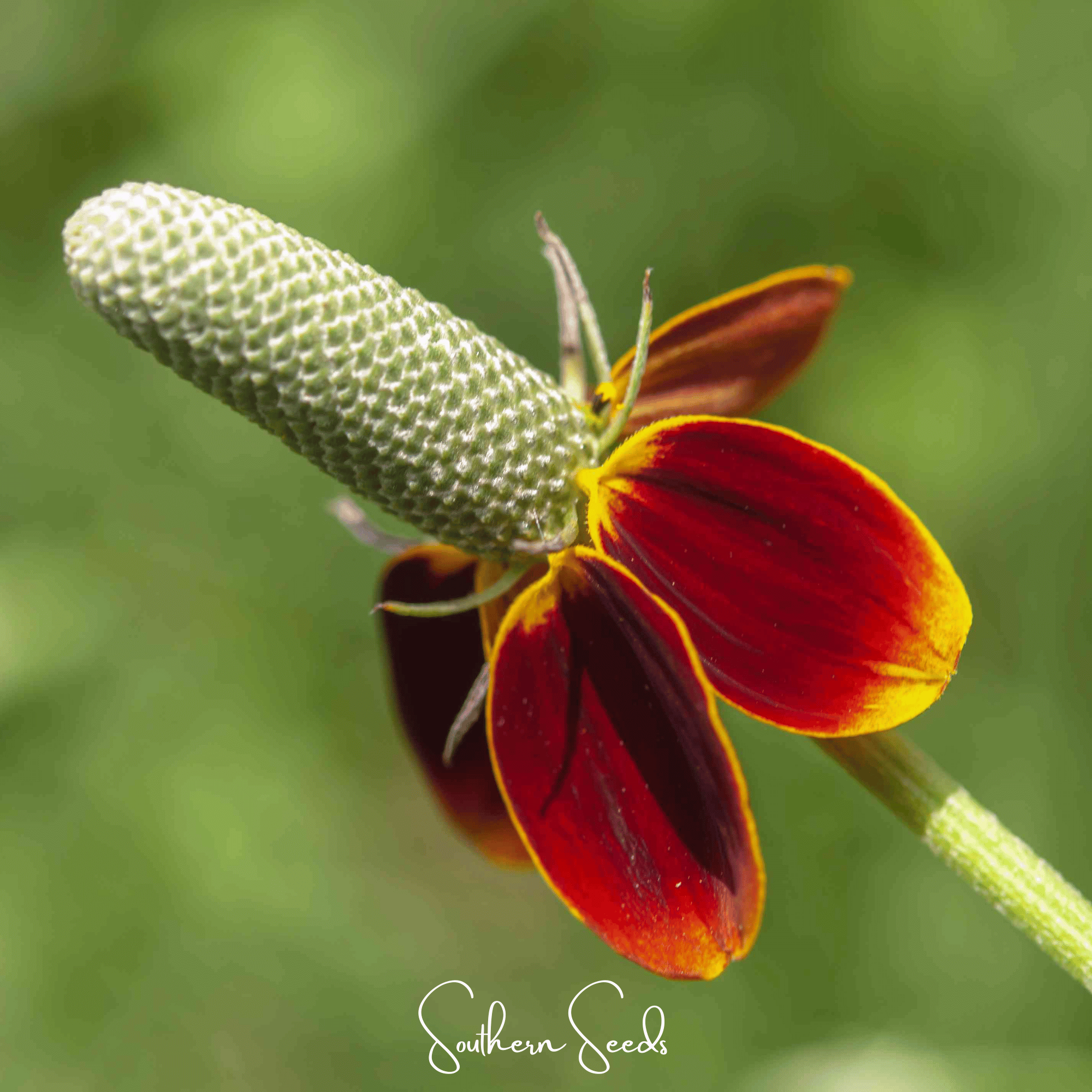 Mexican Hat – 100 Seeds