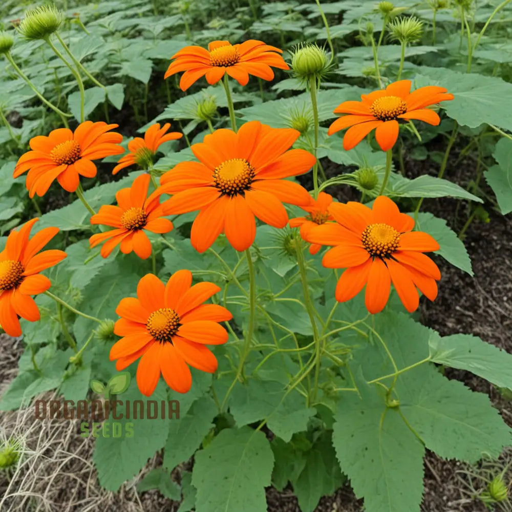 Mexican Sunflower Orange Flower Seeds, Vibrant and Hardy Blooms for Eye-Catching Gardens