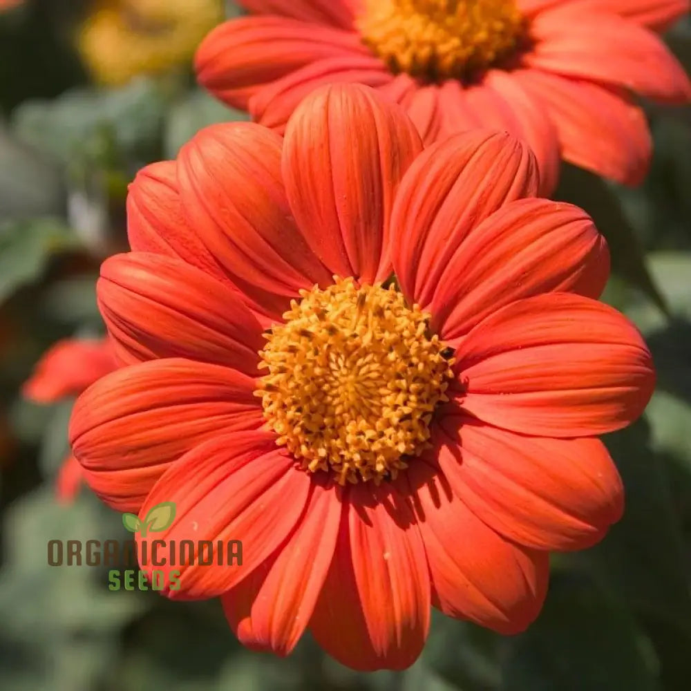 Mexican Sunflower Orange Flower Seeds, Vibrant and Hardy Blooms for Eye-Catching Gardens