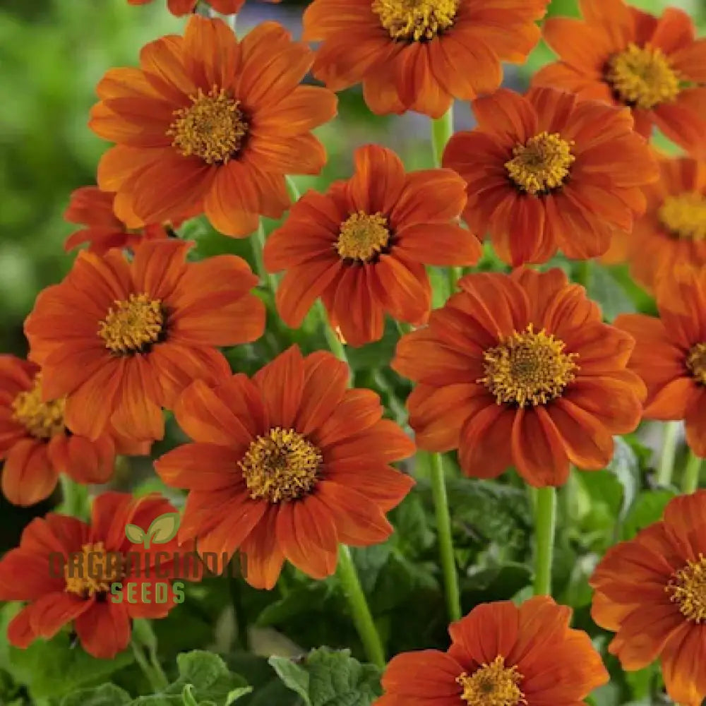 Mexican Sunflower Orange Flower Seeds, Vibrant and Hardy Blooms for Eye-Catching Gardens