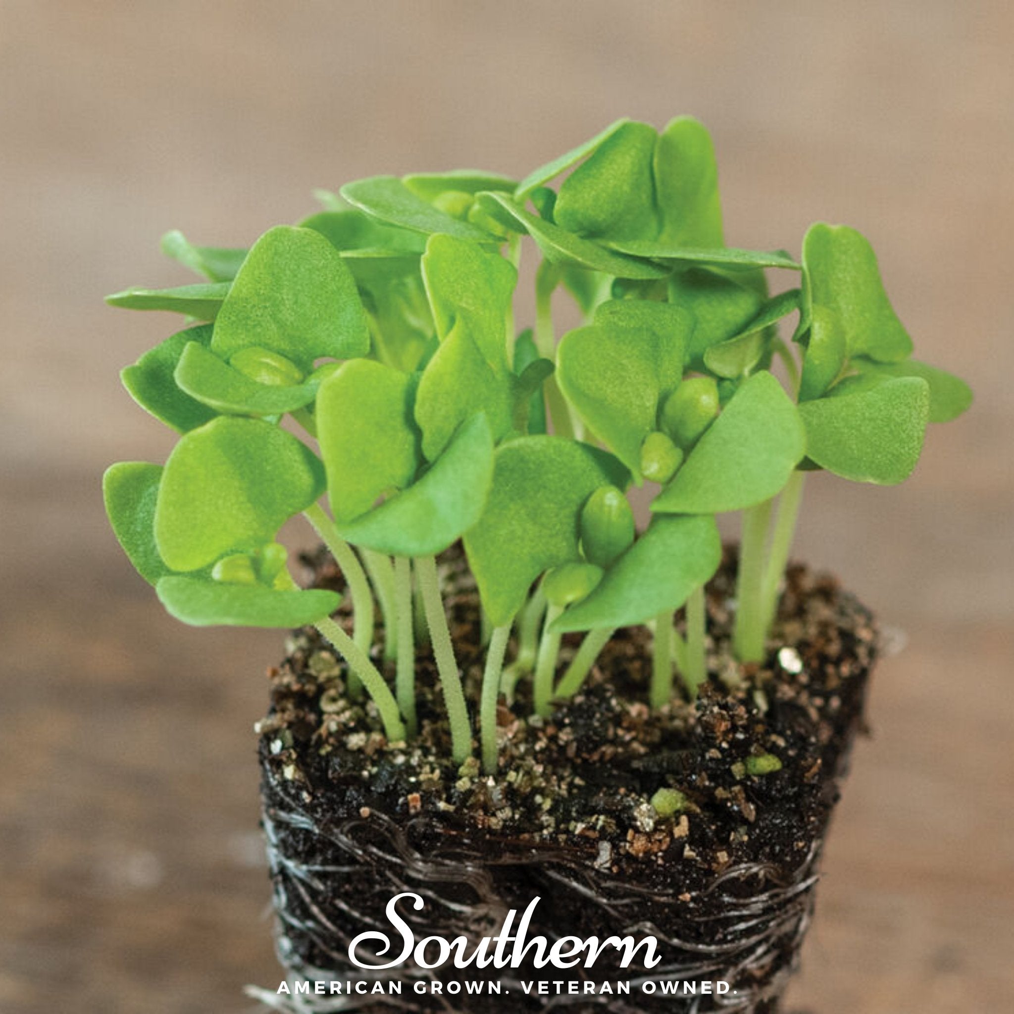 Basil Genovese Microgreen – 8 grams