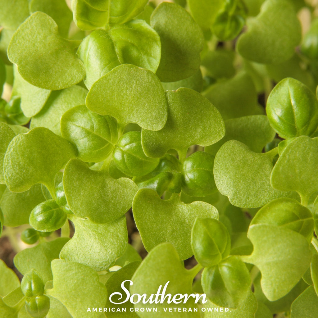 Basil Genovese Microgreen – 8 grams