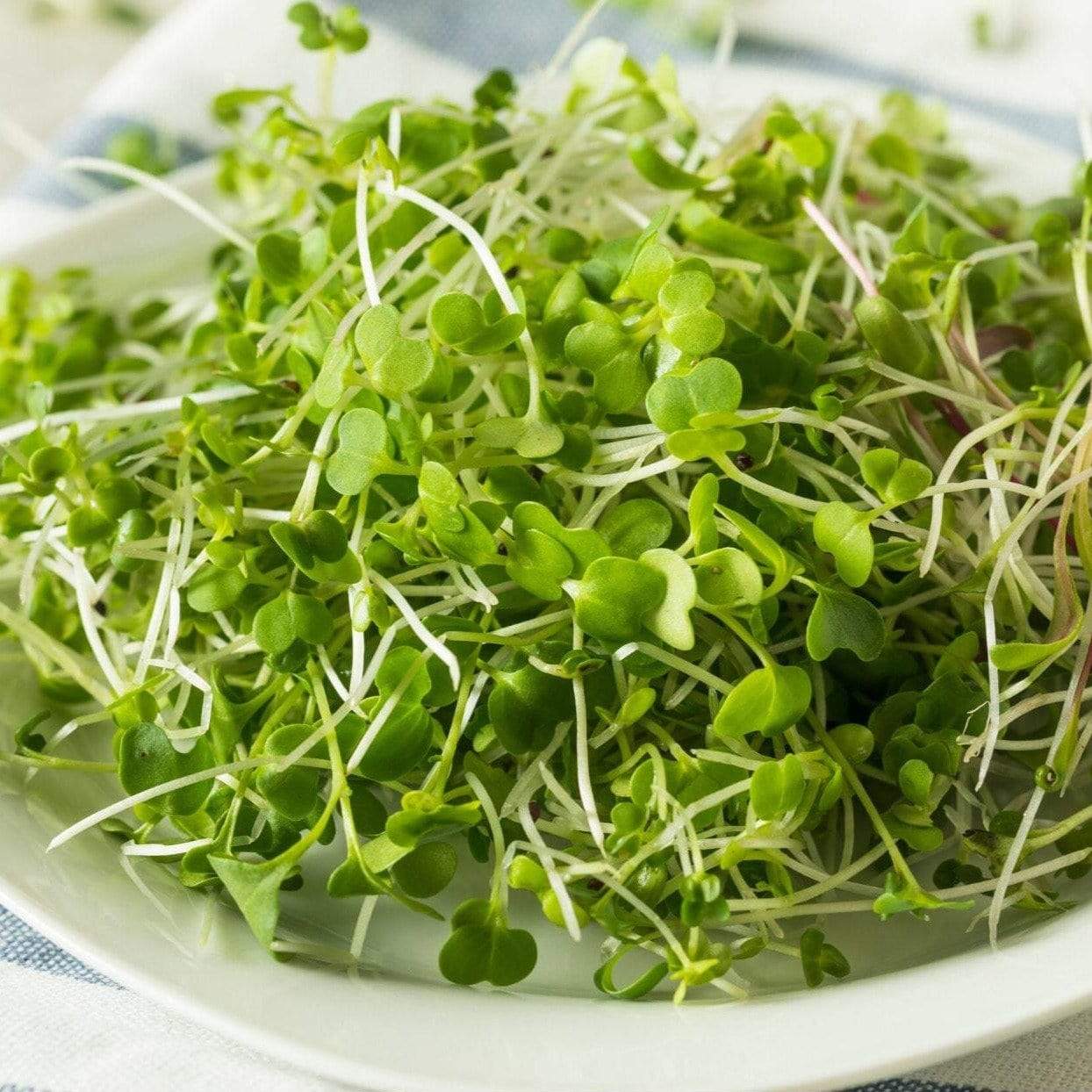 Broccoli Microgreens – 10 grams