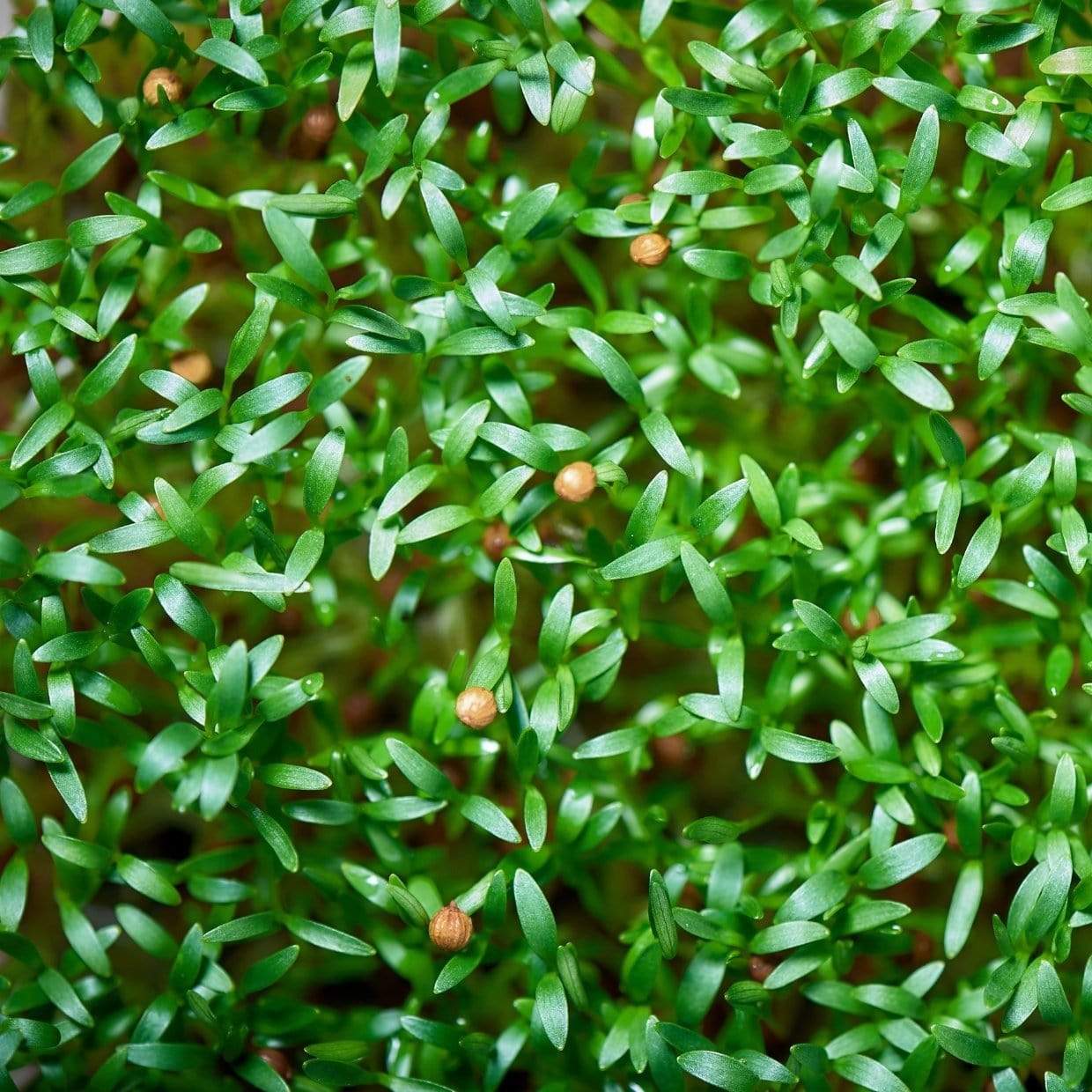 Cilantro Microgreens – 10 grams