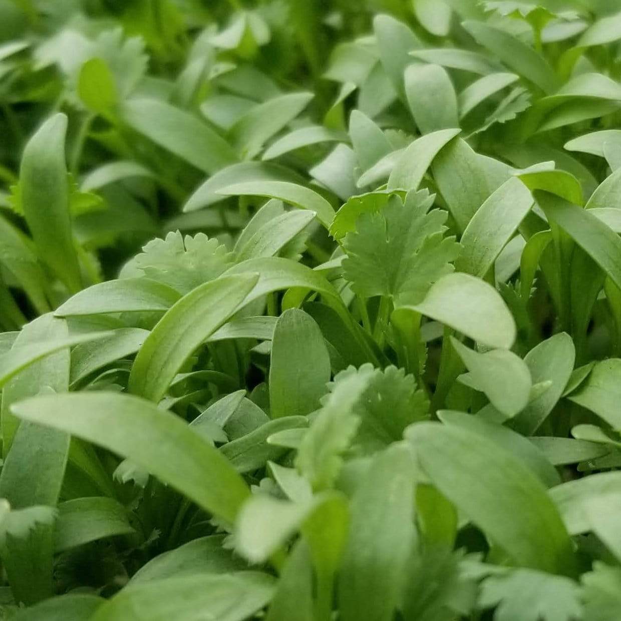 Cilantro Microgreens – 10 grams