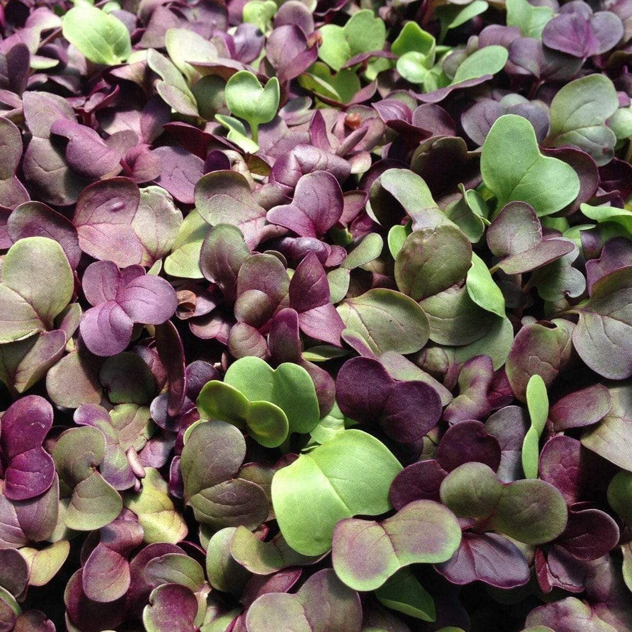 Confetti Radish Microgreen – 10 grams