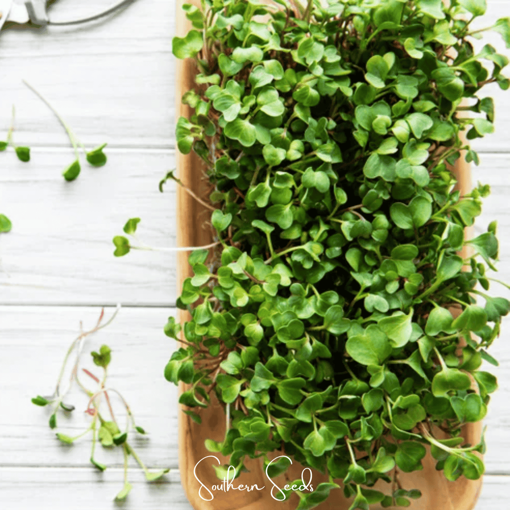 Salad Mix Microgreen – 5 Variety Mix – 8 grams